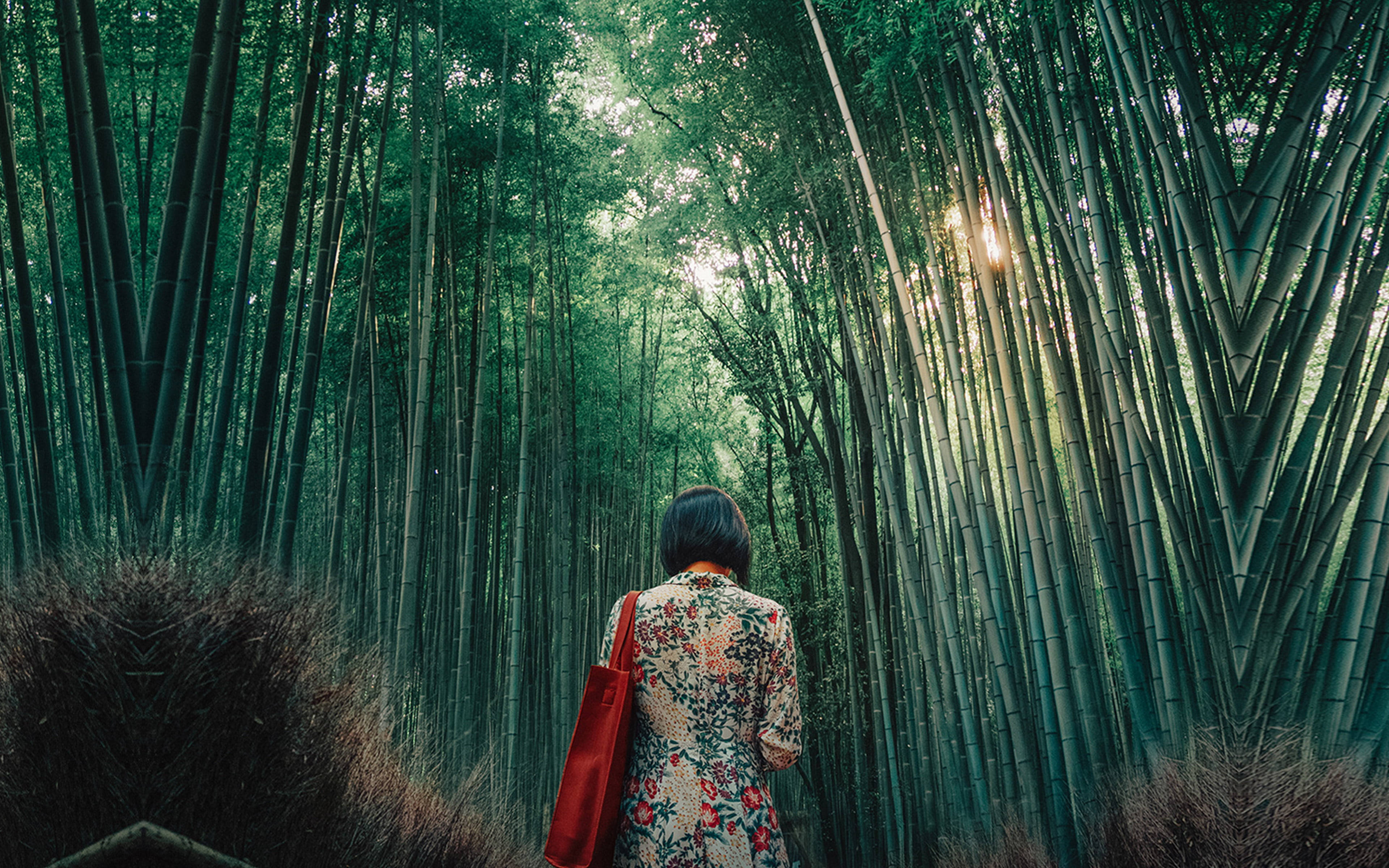 iPhone, bamboo forest, surreal panorama, 4K Desktop Wallpaper