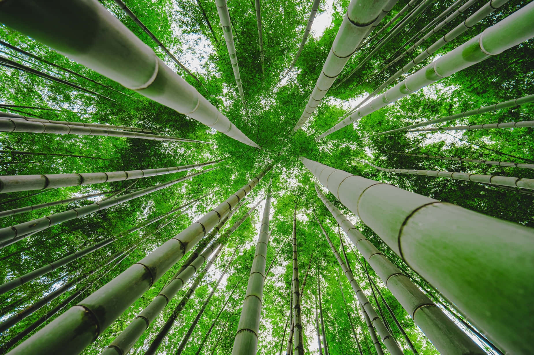 green bamboo, tall green bamboo stalks, bright canopy, HD Desktop Wallpaper