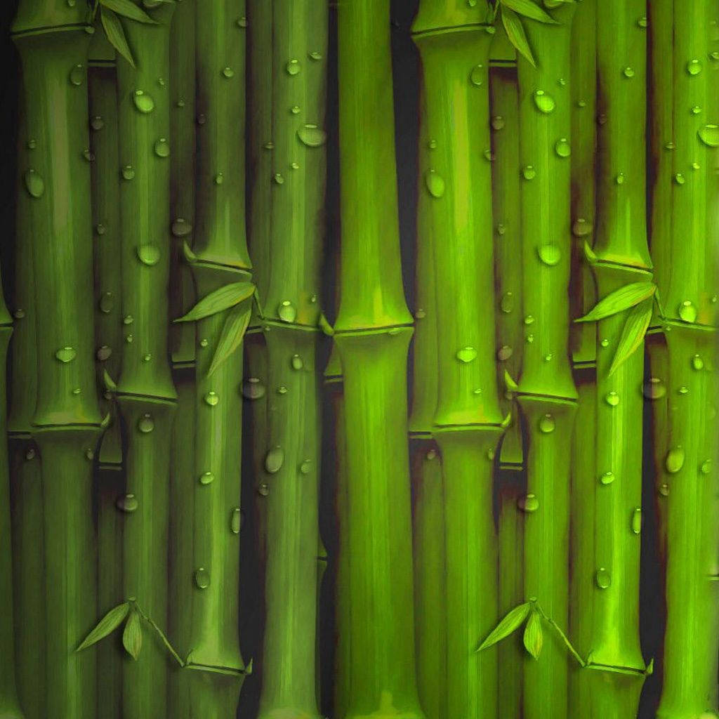 wet bamboo stalks, dew drops, vibrant green, SD Desktop Wallpaper