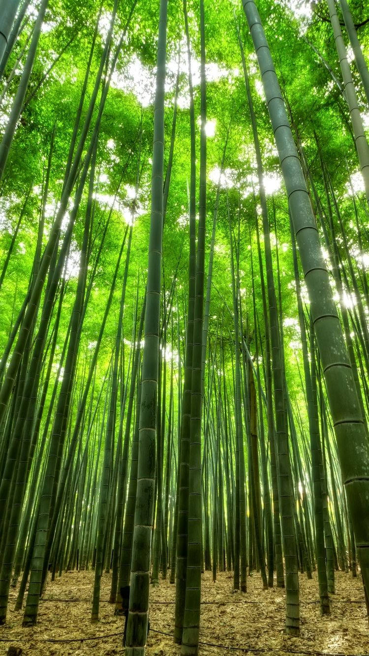 Bamboo Forest iPhone, soft lighting, tall bamboo stalks, HD Phone Wallpaper