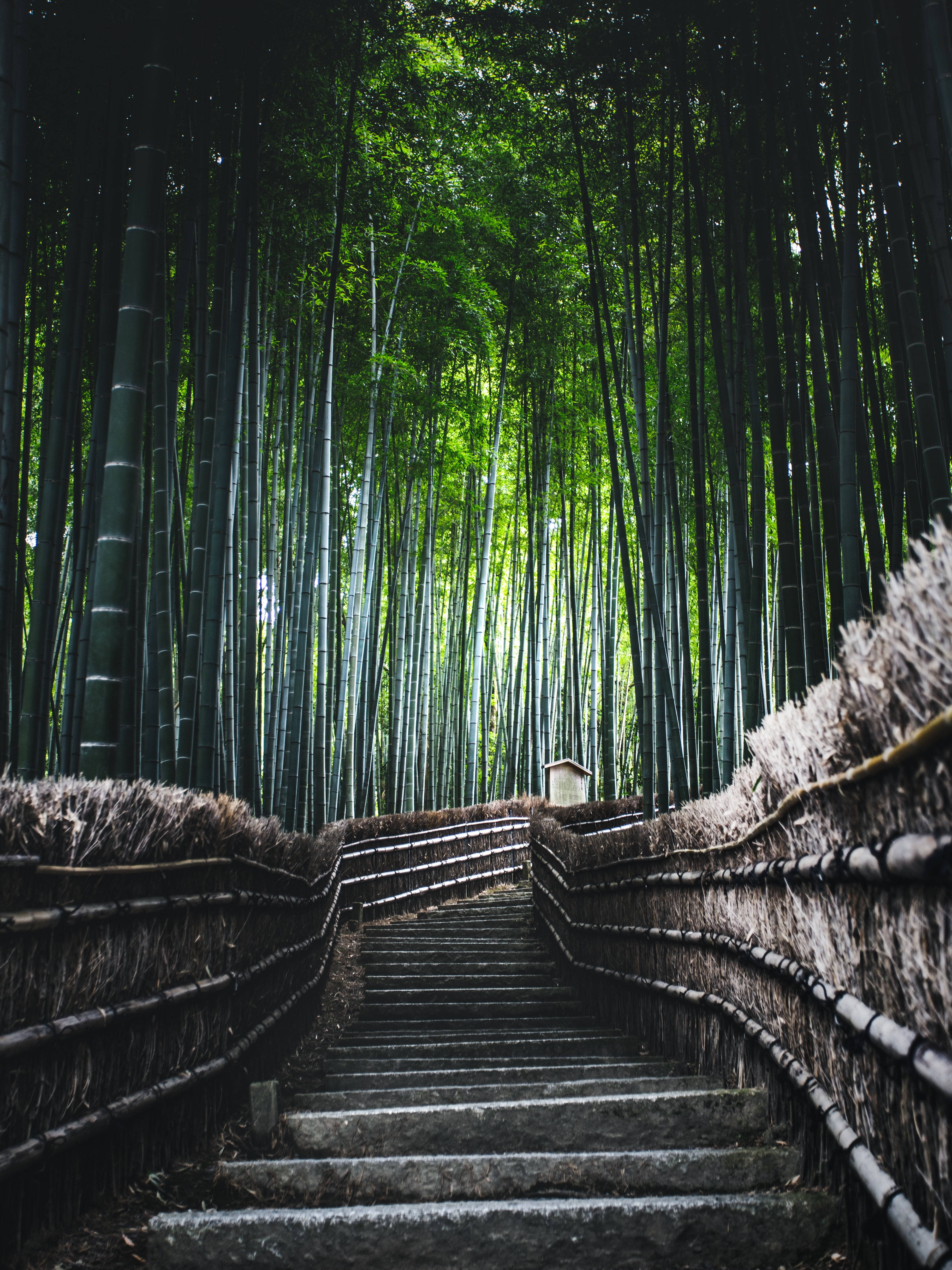 stairs, bamboo forest, stone staircase, 4K Phone Wallpaper