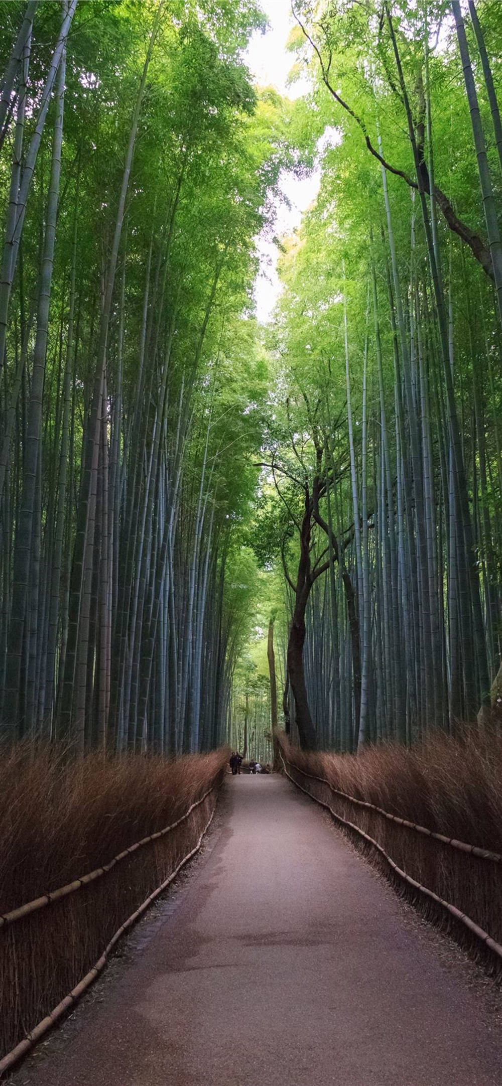 tall bamboo pathway, towering bamboo forest, lush green stalks, Full HD Phone Wallpaper