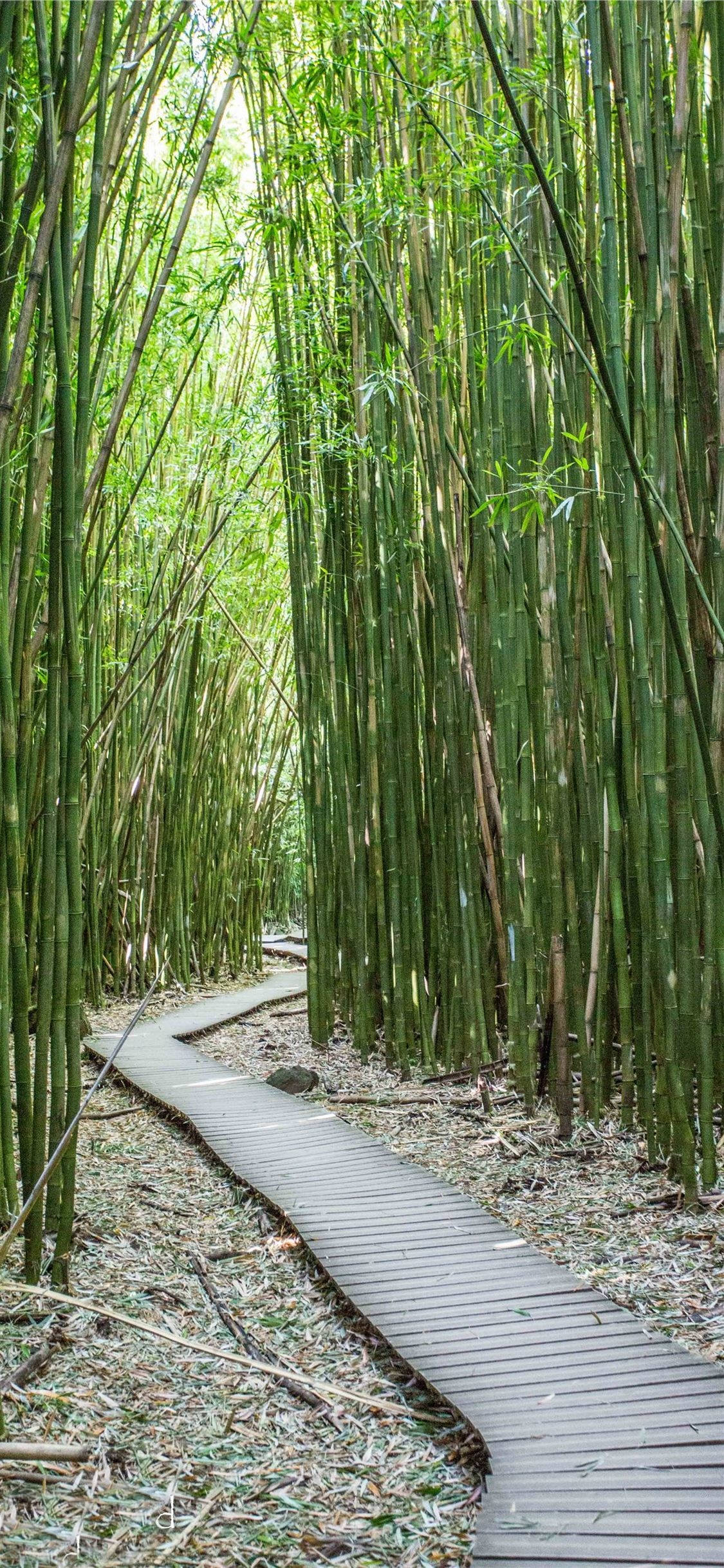 paved bamboo trail, wooden boardwalk, dense bamboo forest, Full HD Phone Wallpaper