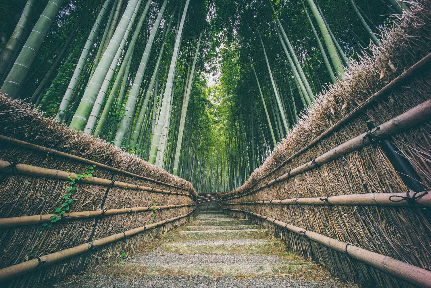 Bamboo Forest, iPhone, stone path, HD Desktop Wallpaper