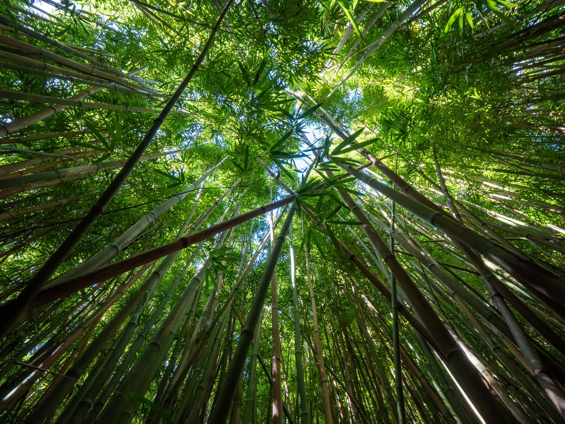 Bamboo Forest