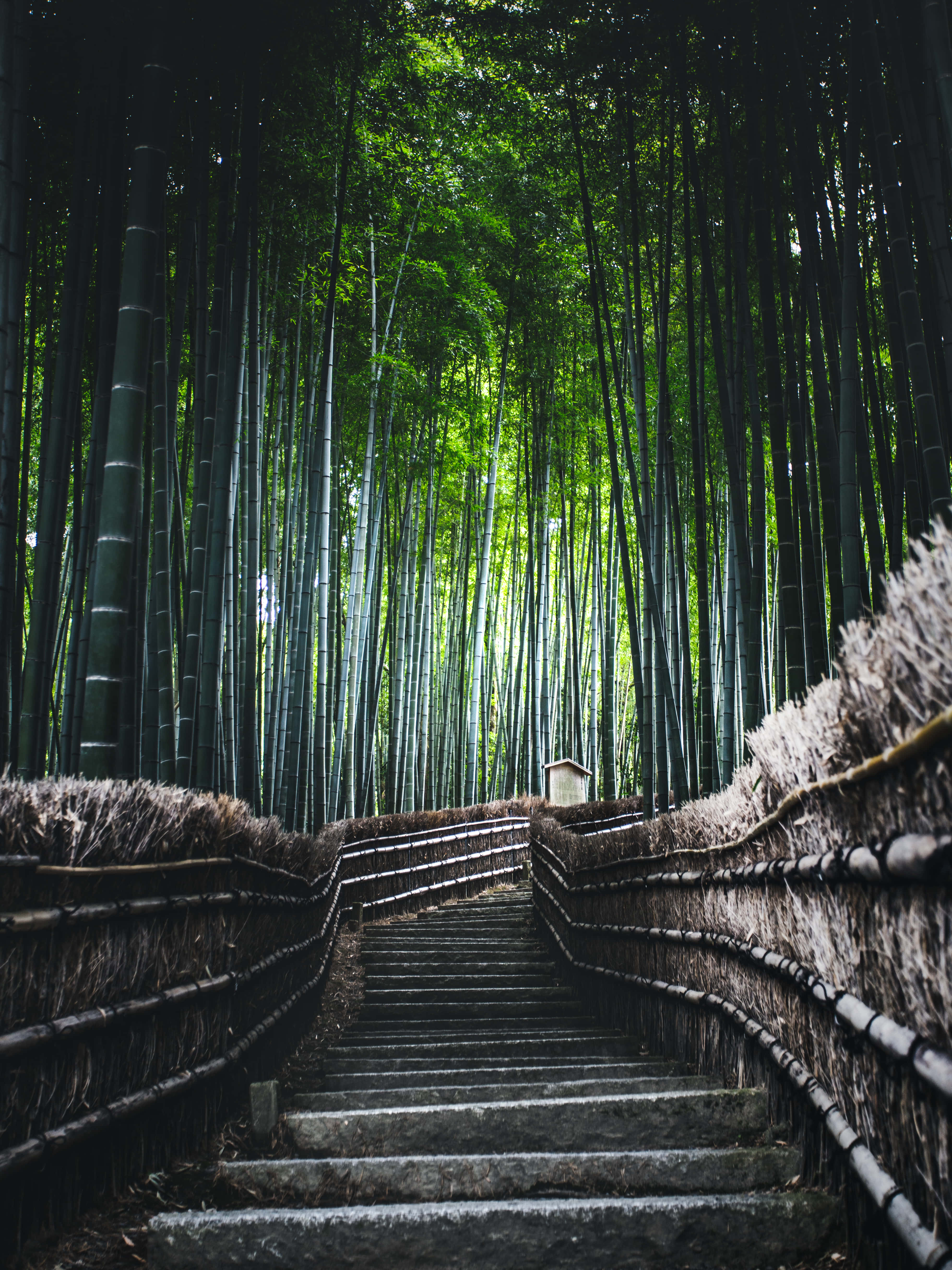 Bamboo Forest, stone staircase, dense bamboo forest, 4K Phone Wallpaper