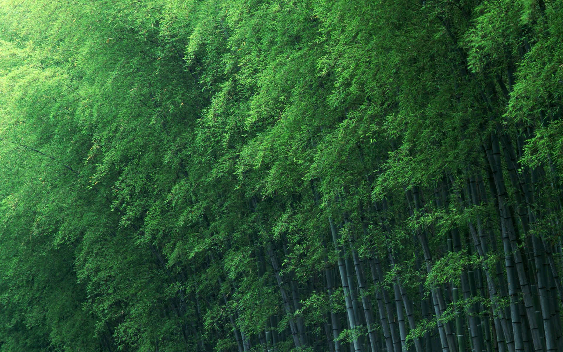 bamboo forest, lush green foliage, tall slender stalks, Full HD Desktop Wallpaper