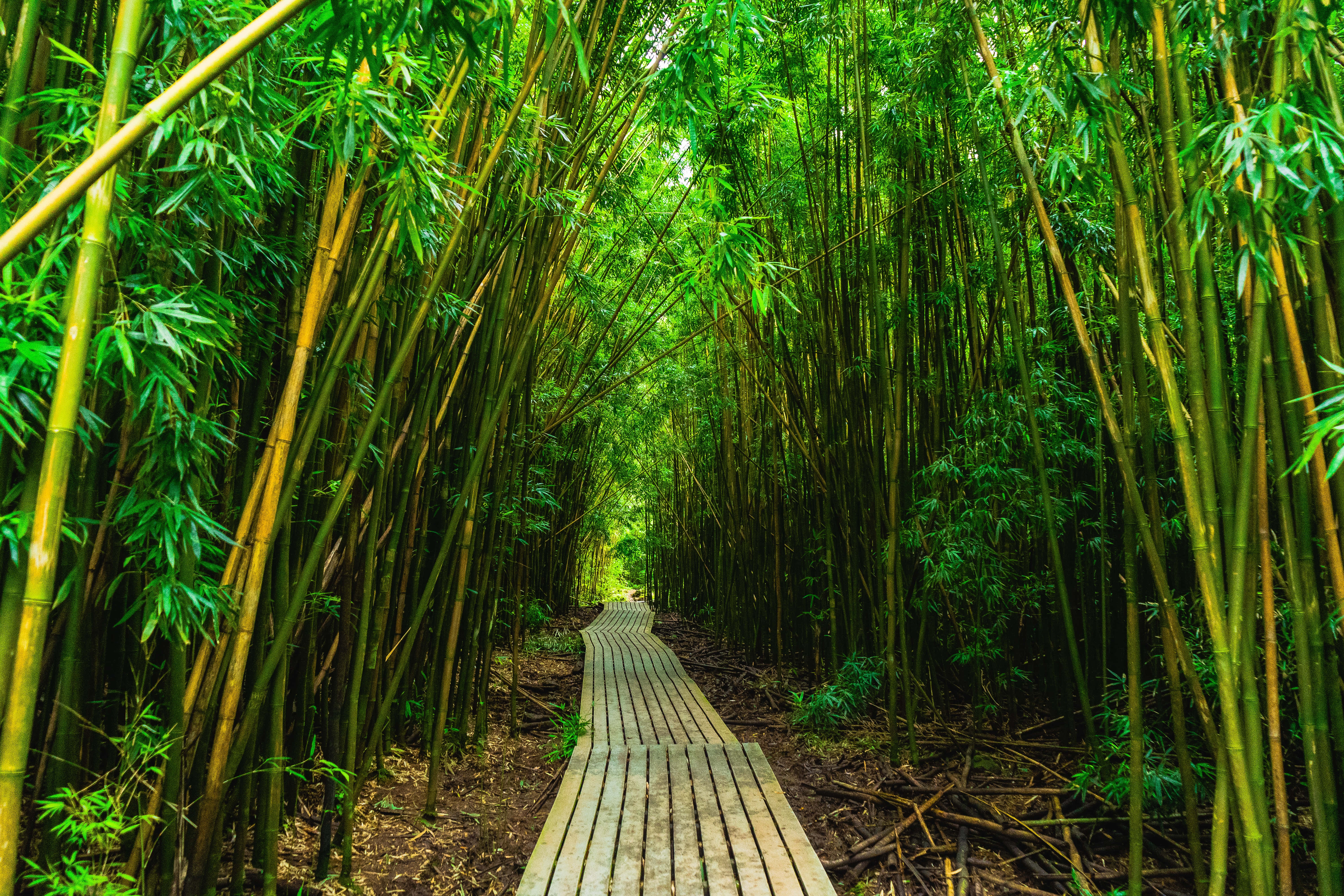 Bamboo Forest, wood plank path, emerald bamboo forest, 5K Desktop Wallpaper