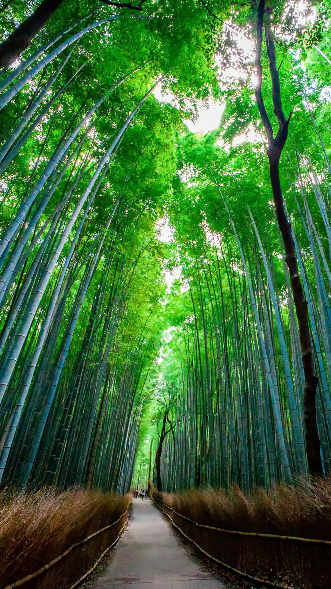 Bamboo Forest, winding path, towering bamboo forest, Full HD Phone Wallpaper
