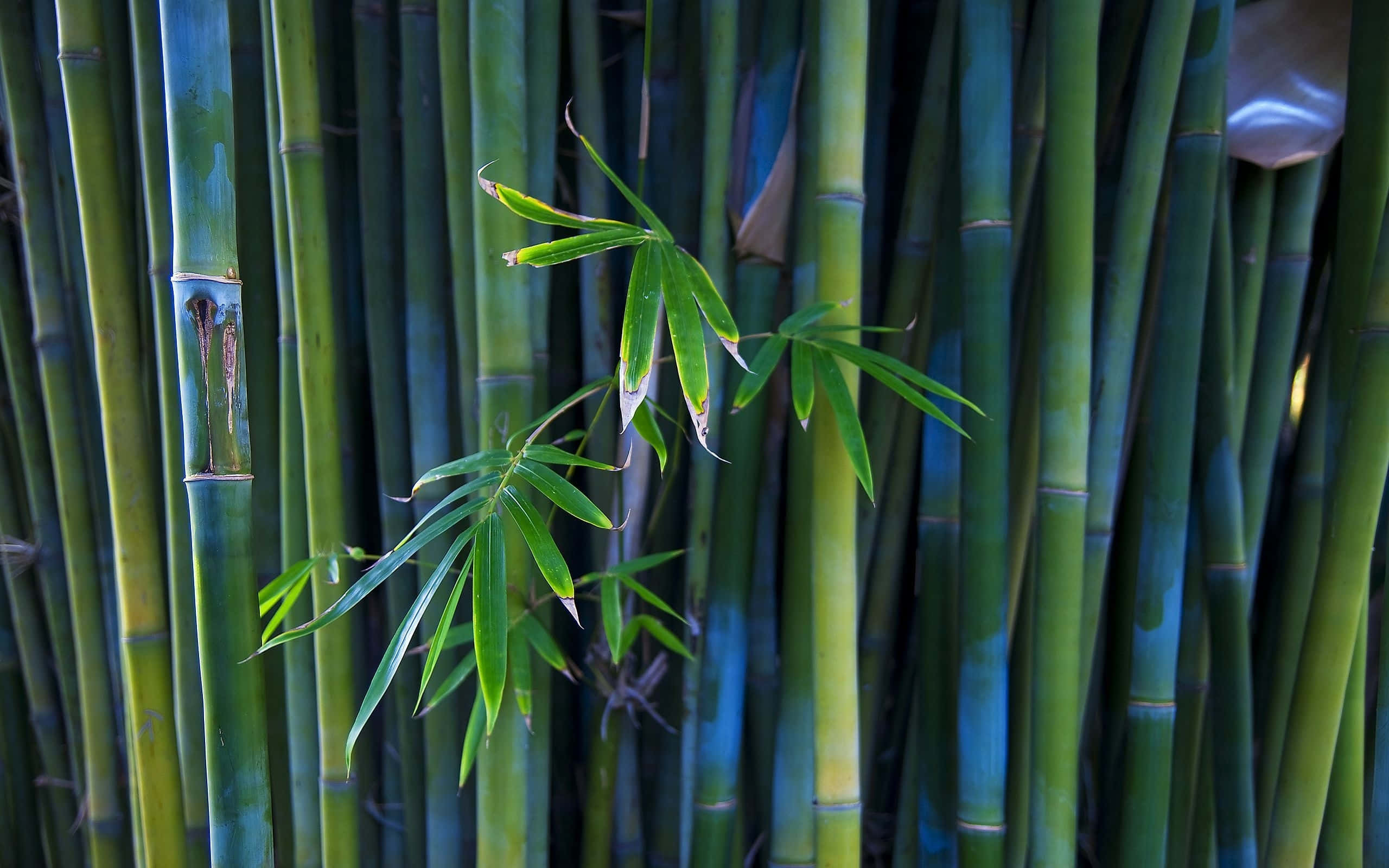 Bamboo Forest, tall green bamboo stalks, single sprig of leaves, 2K Desktop Wallpaper