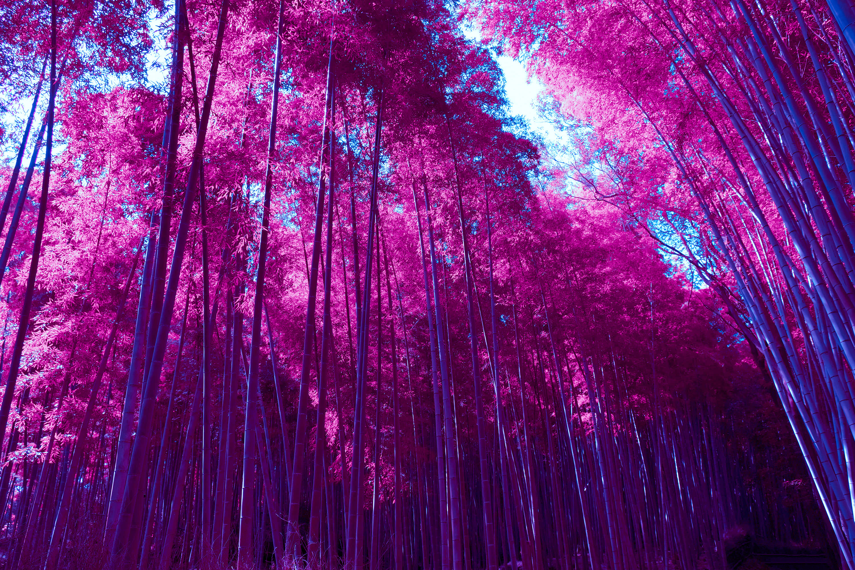 Bamboo Forest, Purple Bamboo Forest, vivid magenta leaves, 2K Desktop Wallpaper