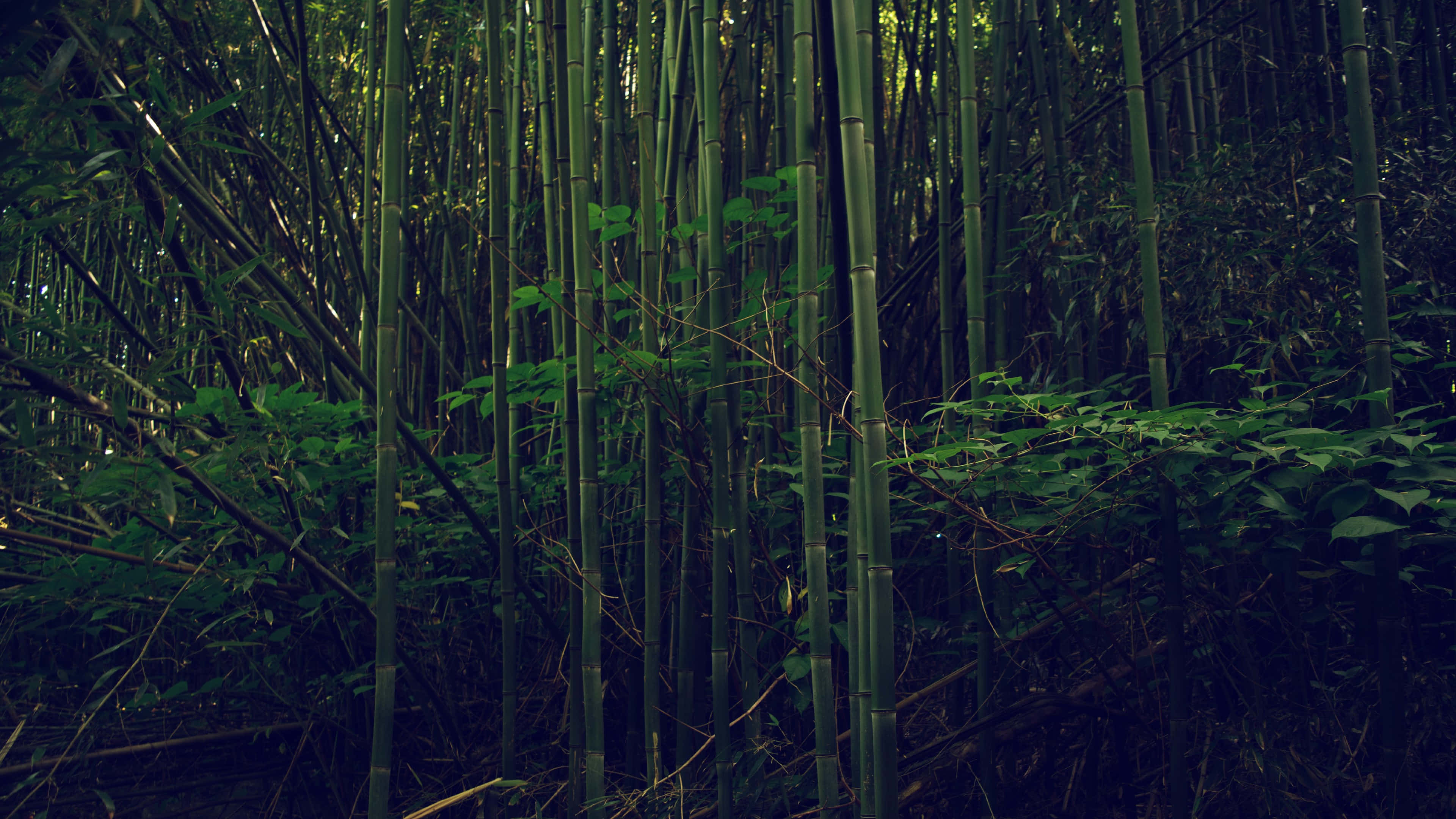 Bamboo Forest, tall bamboo stalks, dense green foliage, 4K Desktop Wallpaper