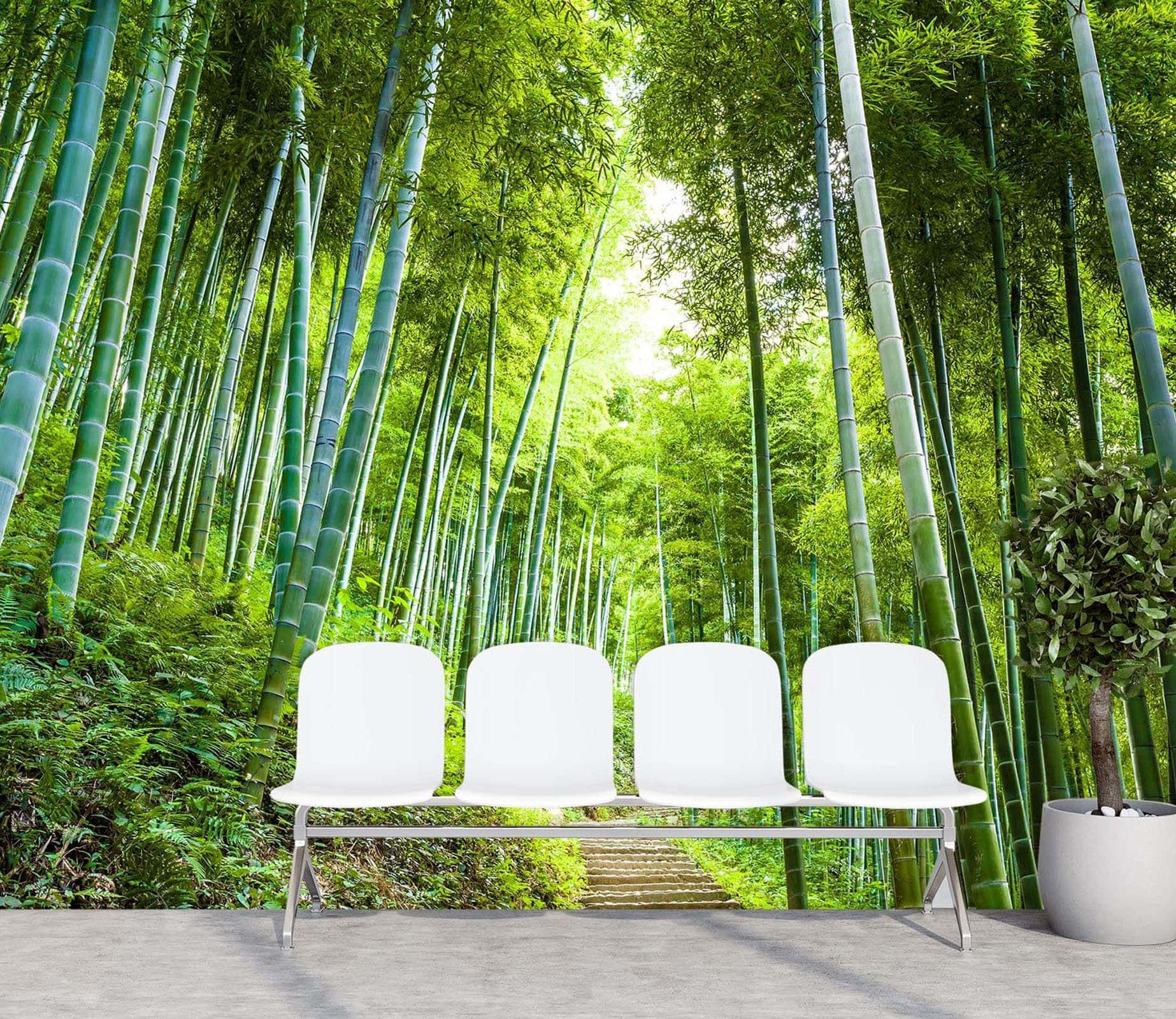 Bamboo Forest, white modern chairs, vibrant bamboo forest mural, HD Desktop Wallpaper