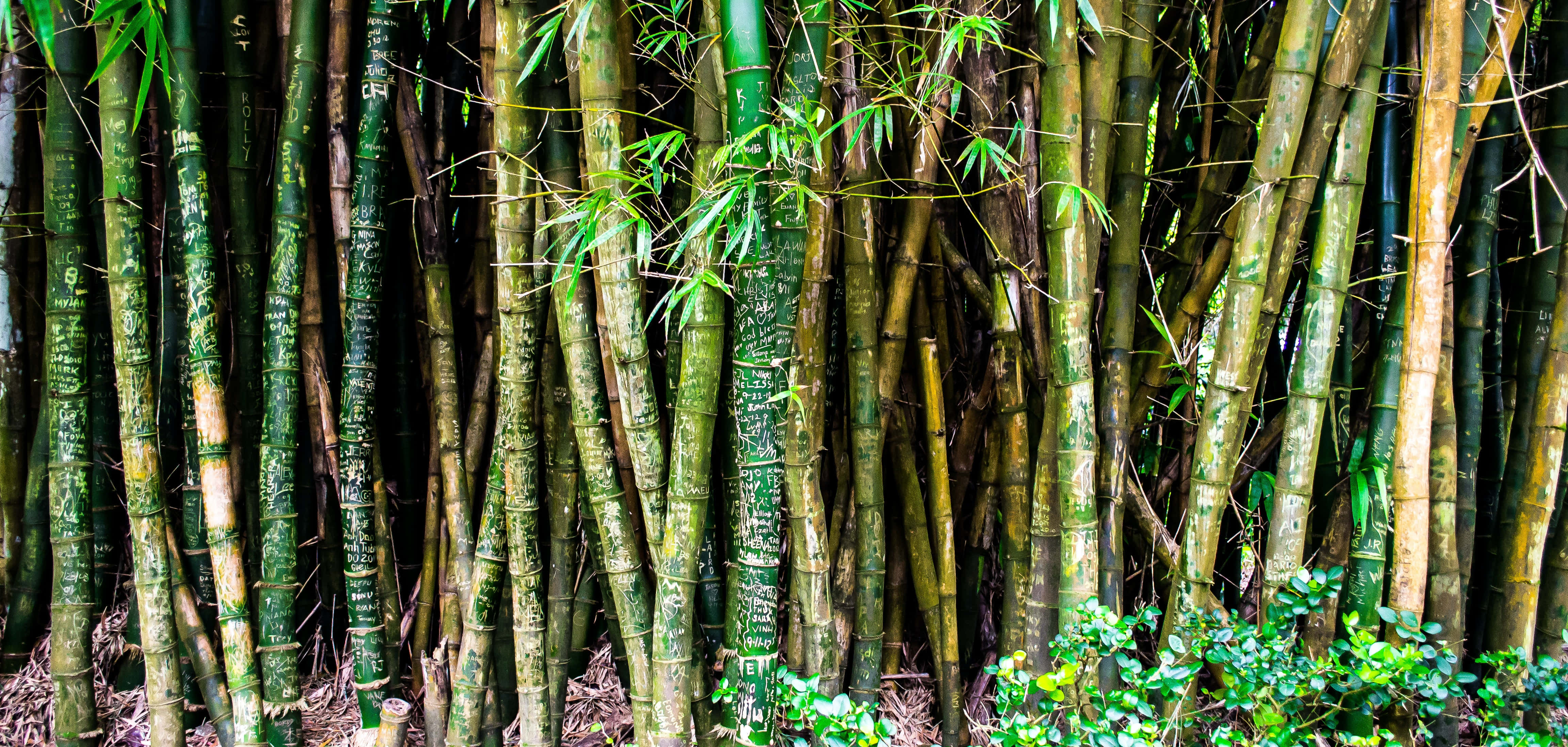 Bamboo Forest, tall green bamboo stalks, textured bark, 4K Desktop Wallpaper