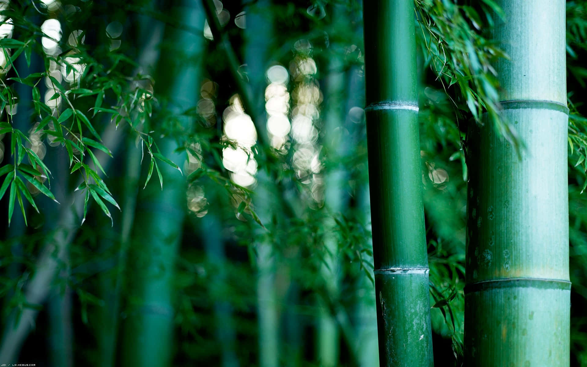 Bamboo Forest, tall green bamboo stalks, soft bokeh lights, Full HD Desktop Wallpaper