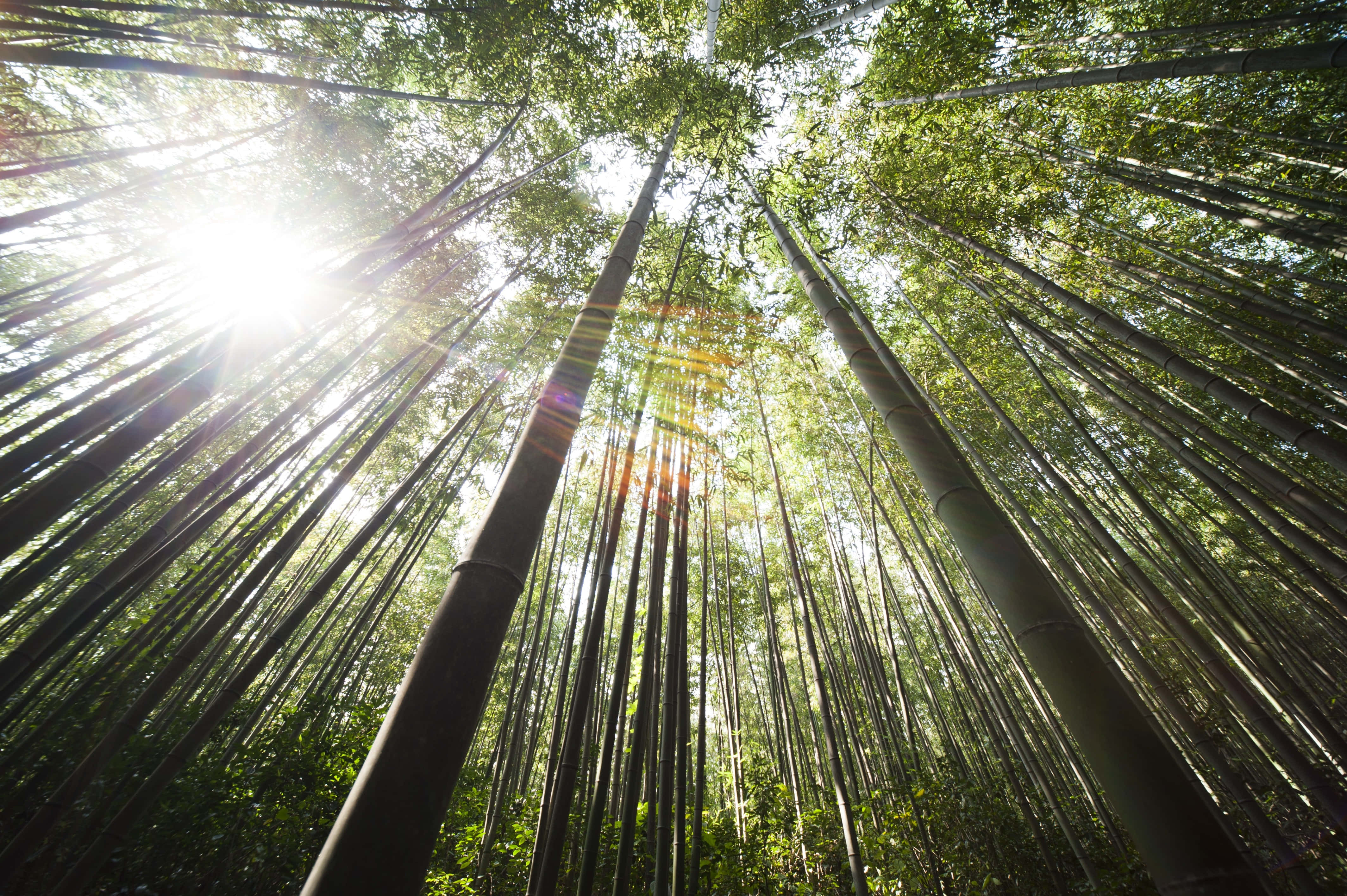 Bamboo Forest, Sunlight, towering bamboo stalks, 4K Desktop Wallpaper