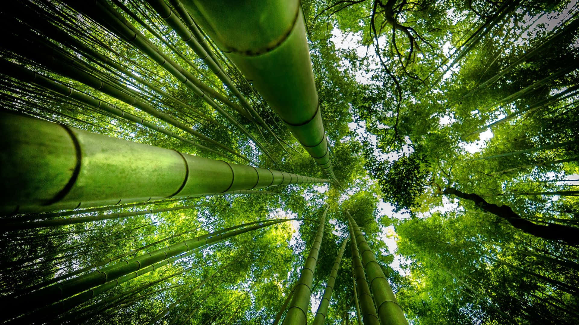 Bamboo Forest, towering bamboo stalks, dense forest canopy, Full HD Desktop Wallpaper