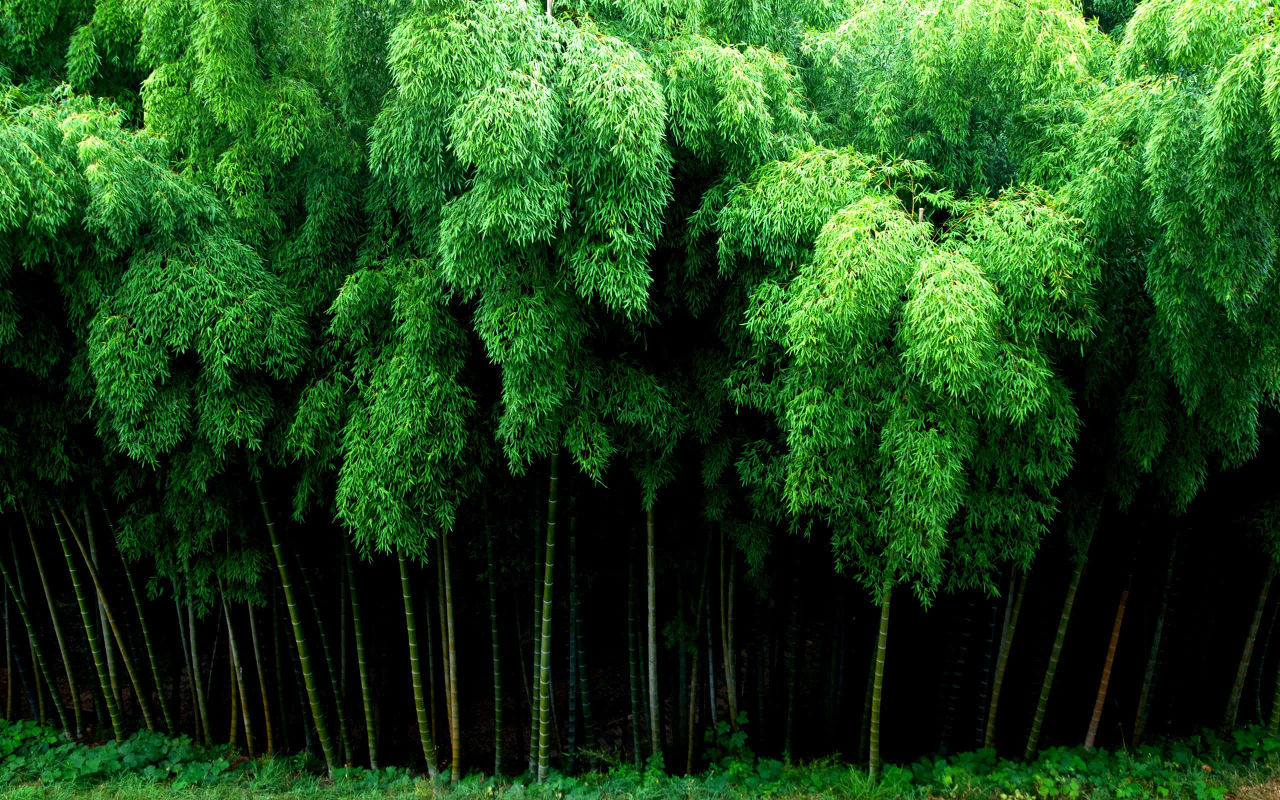 Bamboo Forest, lush green canopies, dark slender trunks, 2K Desktop Wallpaper