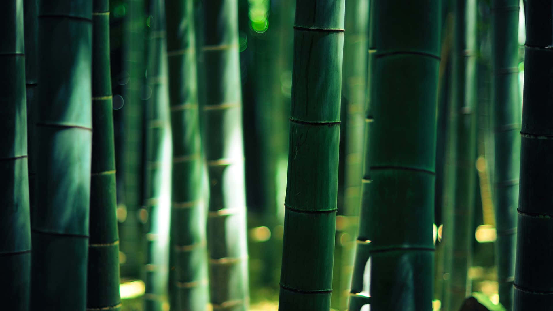 Bamboo Forest, Sunrise, emerald bamboo stalks, Full HD Desktop Wallpaper