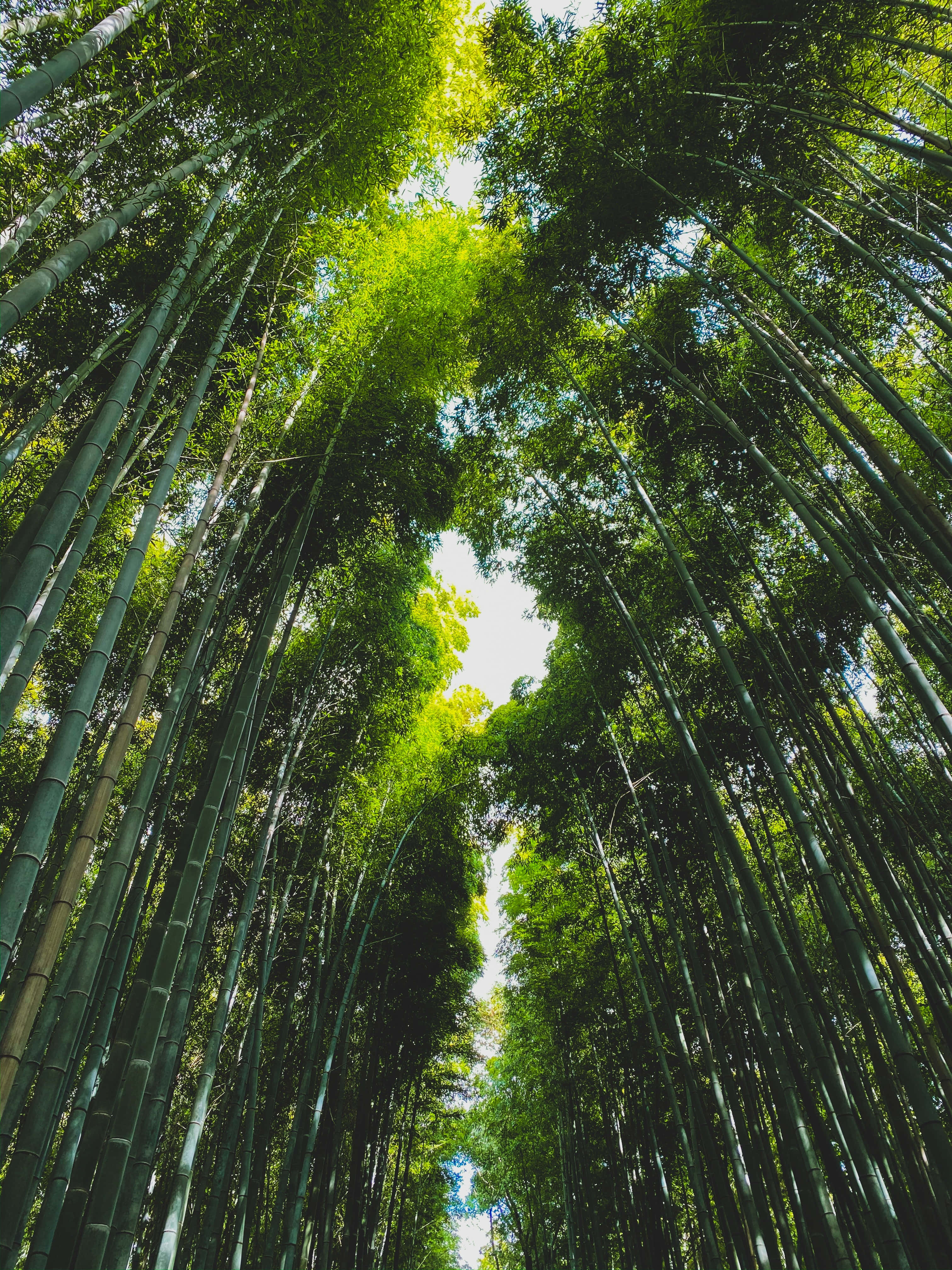 Bamboo Forest, Towering bamboo stalks, dense forest canopy, 4K Phone Wallpaper