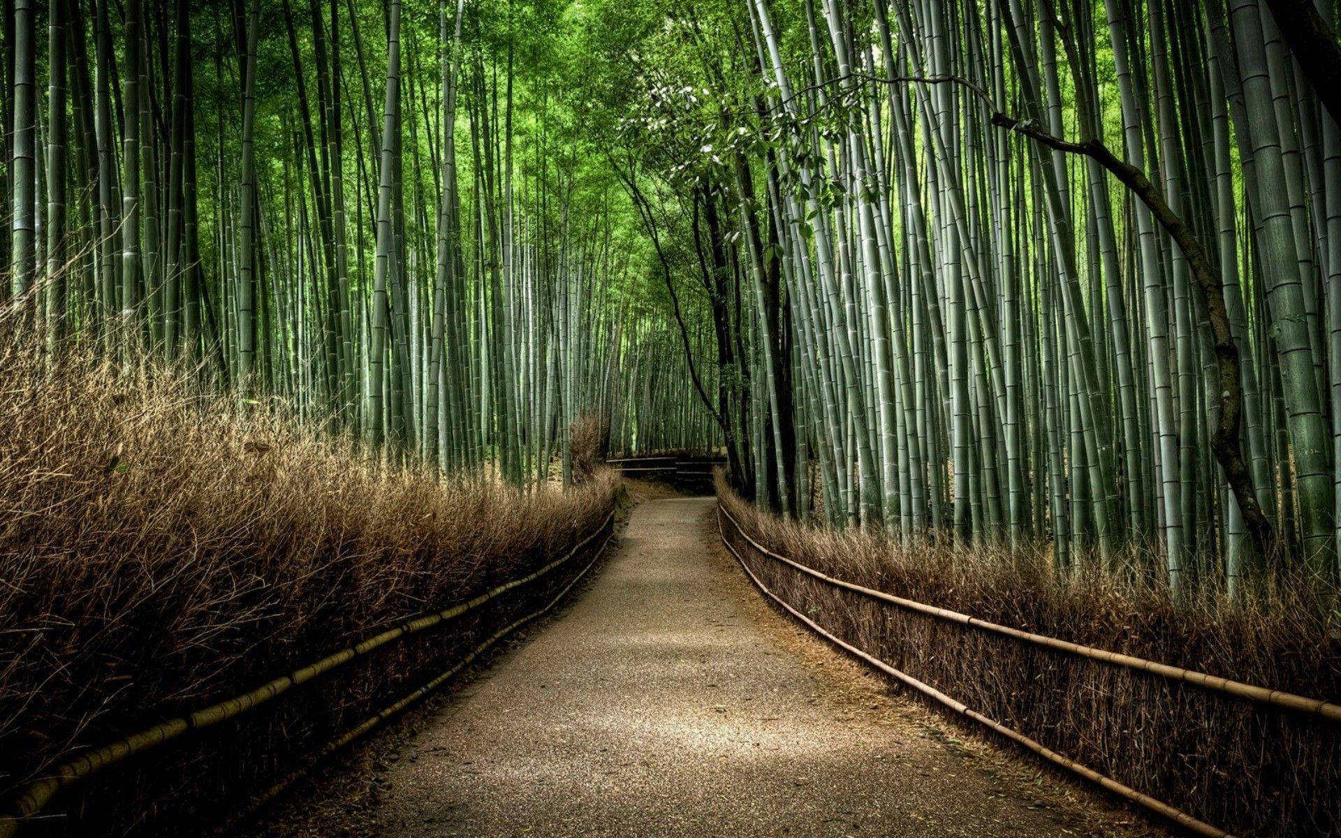 Bamboo Forest, serene path, dense bamboo forest, Full HD Desktop Wallpaper