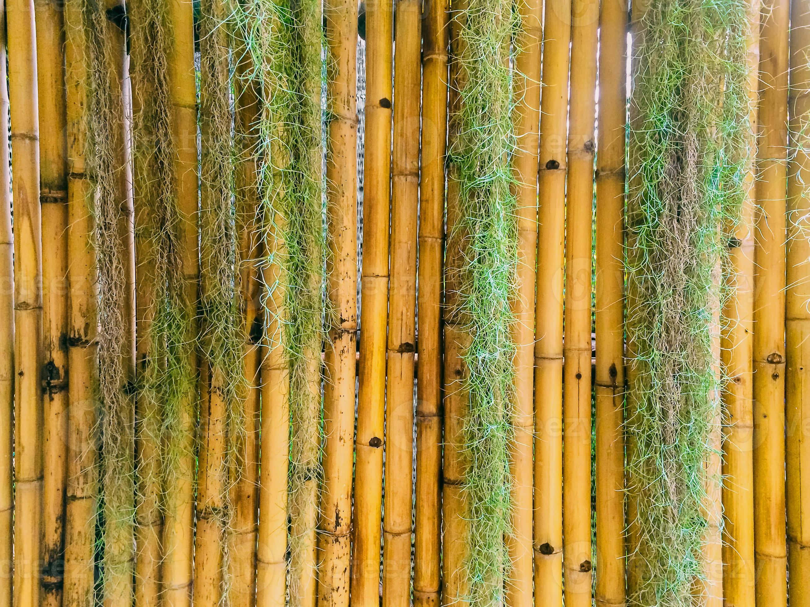 Bamboo Forest, vertical bamboo stalks, textured fence, 2K Desktop Wallpaper