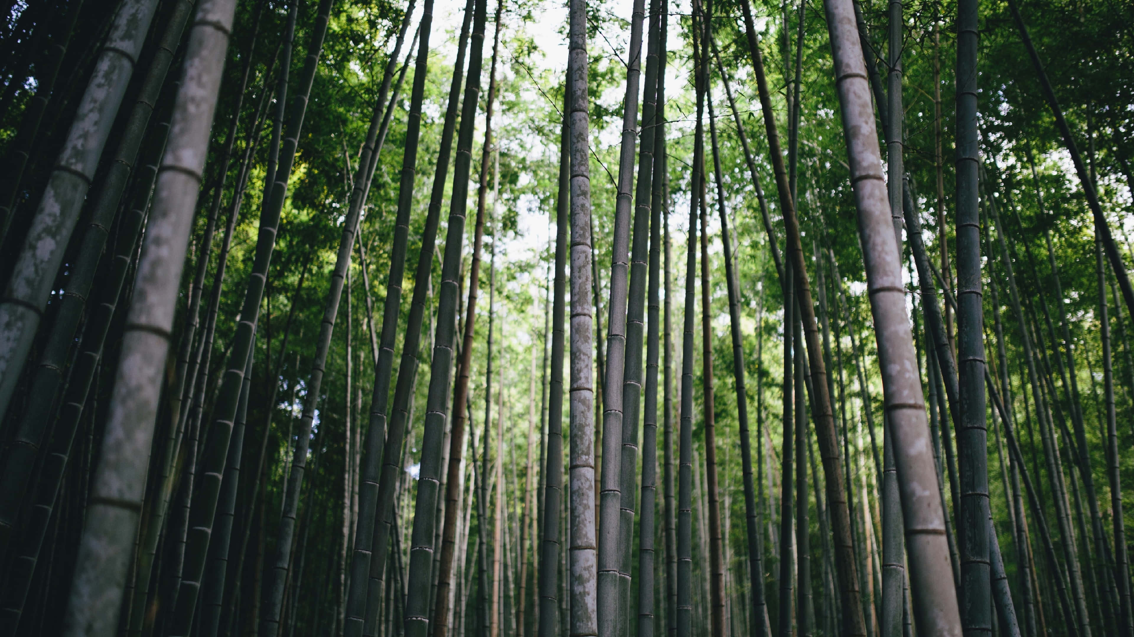 Bamboo Forest, Towering bamboo stalks, dense forest canopy, 4K Desktop Wallpaper
