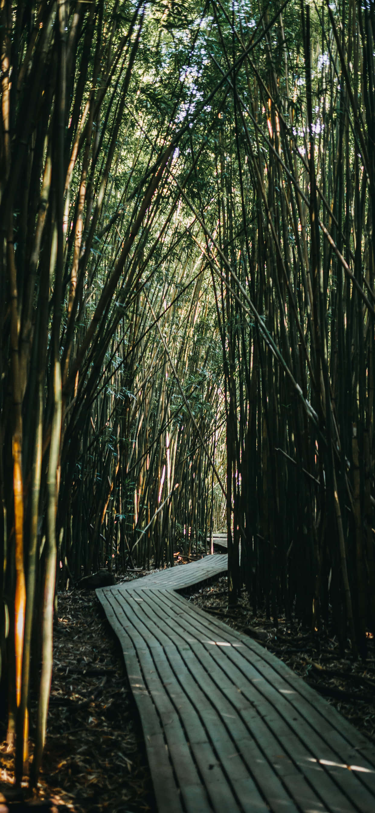 bamboo forest, wooden path, dappled sunlight, 2K Phone Wallpaper