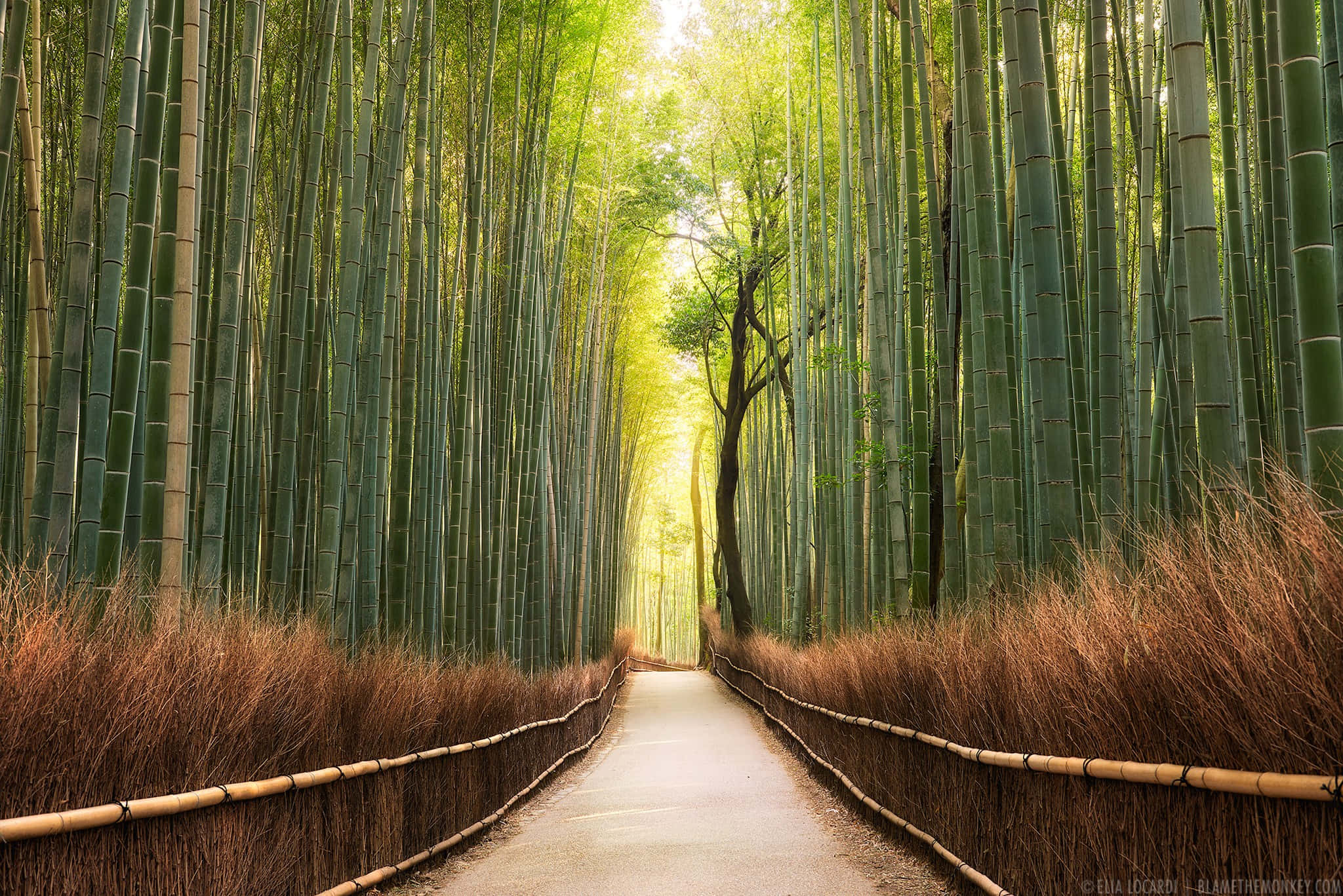 Bamboo Forest, golden sunlight, towering bamboo forest, Full HD Desktop Wallpaper