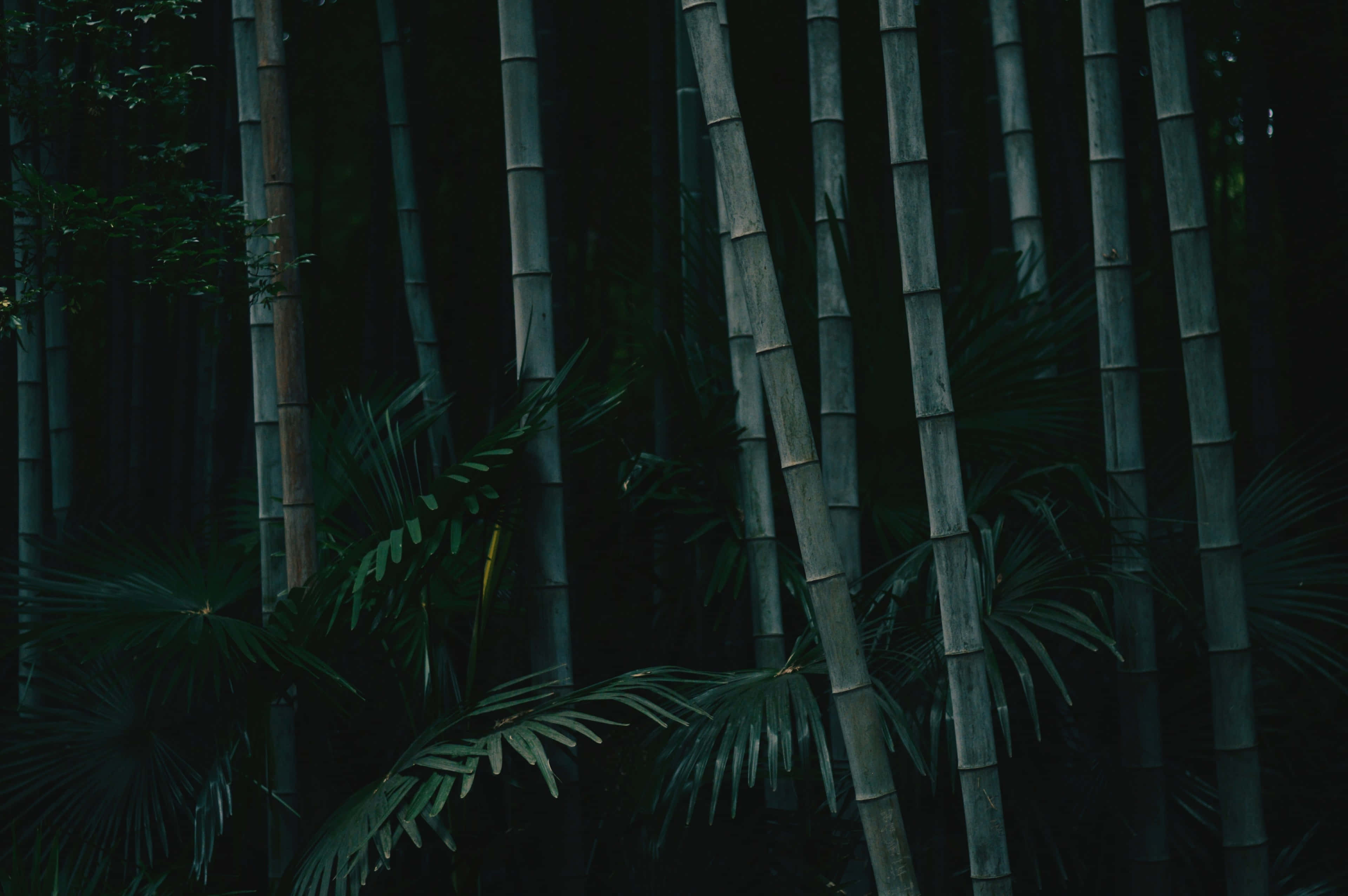 bamboo forest, towering bamboo stalks, dense shadowed foliage, 4K Desktop Wallpaper