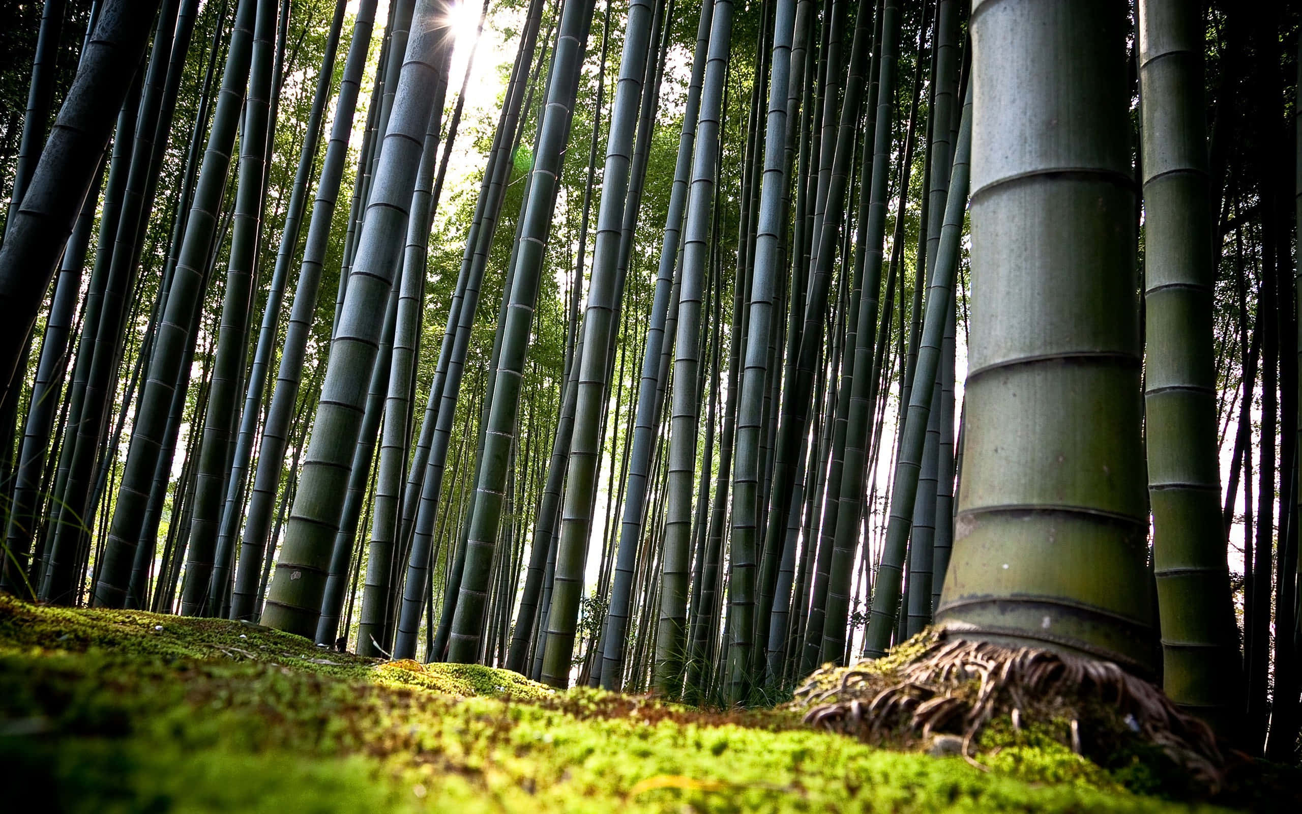 Bamboo Forest, sunlight, towering bamboo stalks, 2K Desktop Wallpaper
