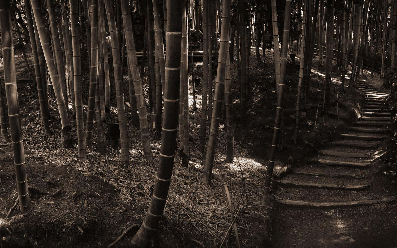 bamboo forest, stone path, sepia-toned light, HD Desktop Wallpaper