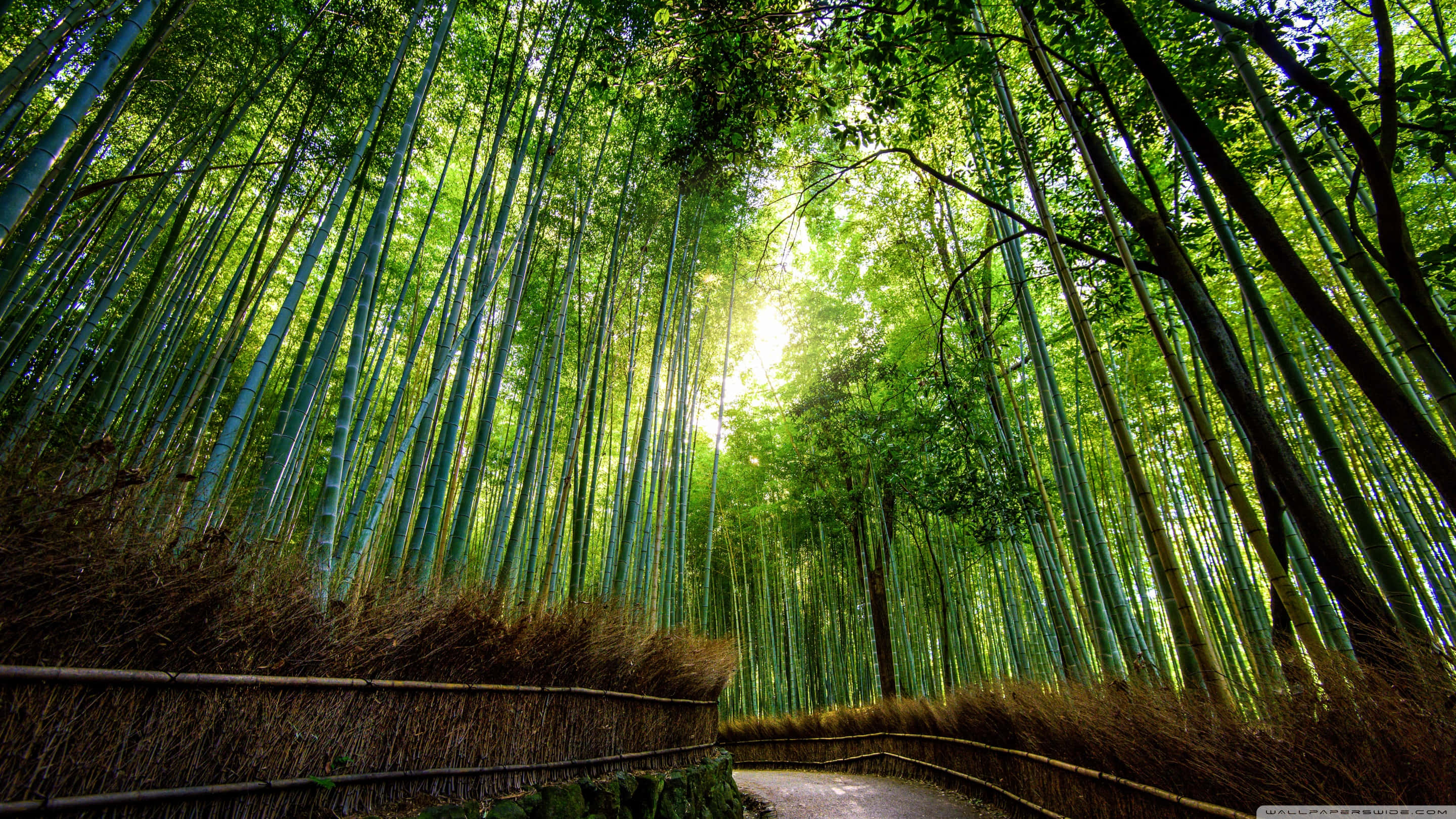 Bamboo Forest, towering green bamboo stalks, winding path, 2K Desktop Wallpaper