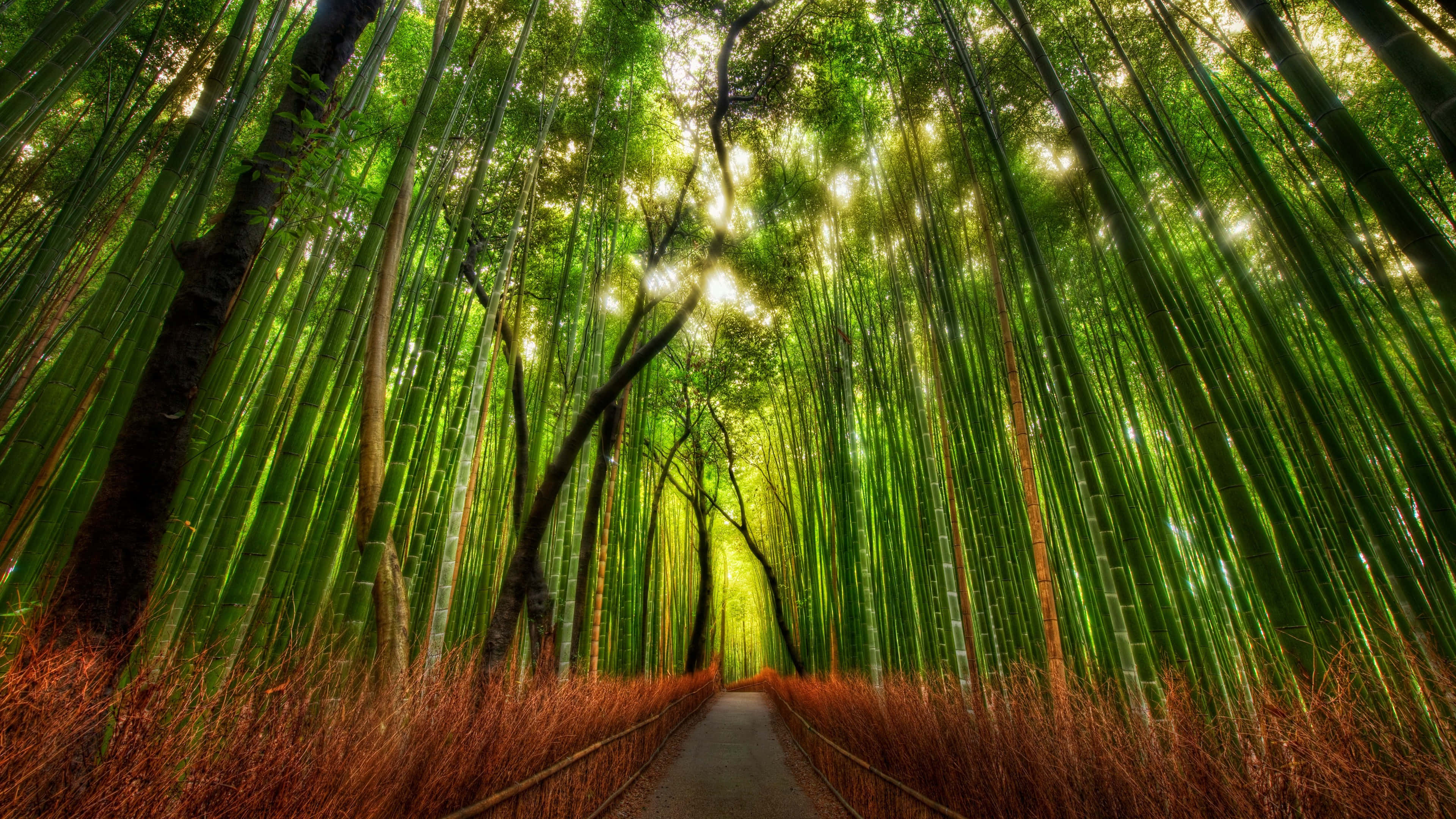 Bamboo Forest, narrow path, towering bamboo forest, 4K Desktop Wallpaper