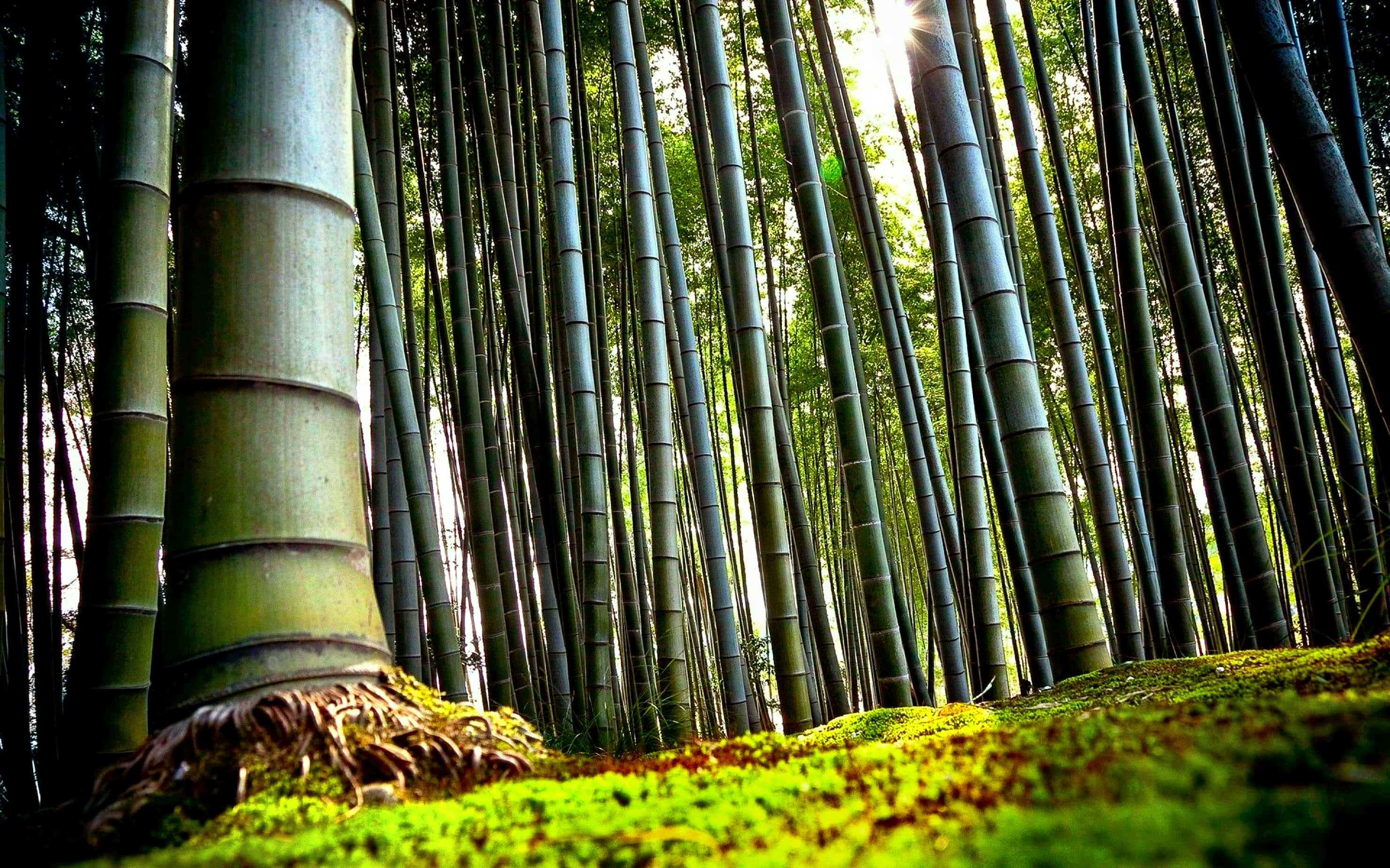 bamboo forest, towering green bamboo stalks, dappled light, 2K Desktop Wallpaper