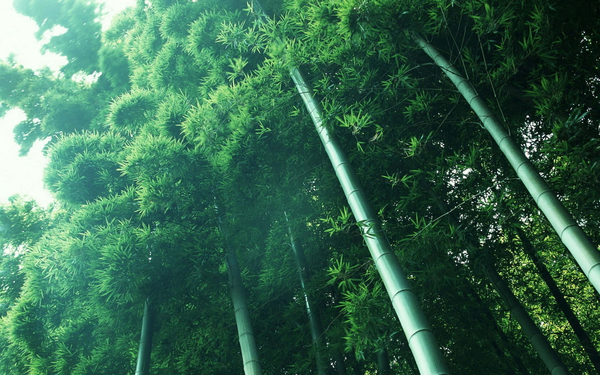 Chinese bamboo, bamboo forest, green forest, Full HD Desktop Wallpaper