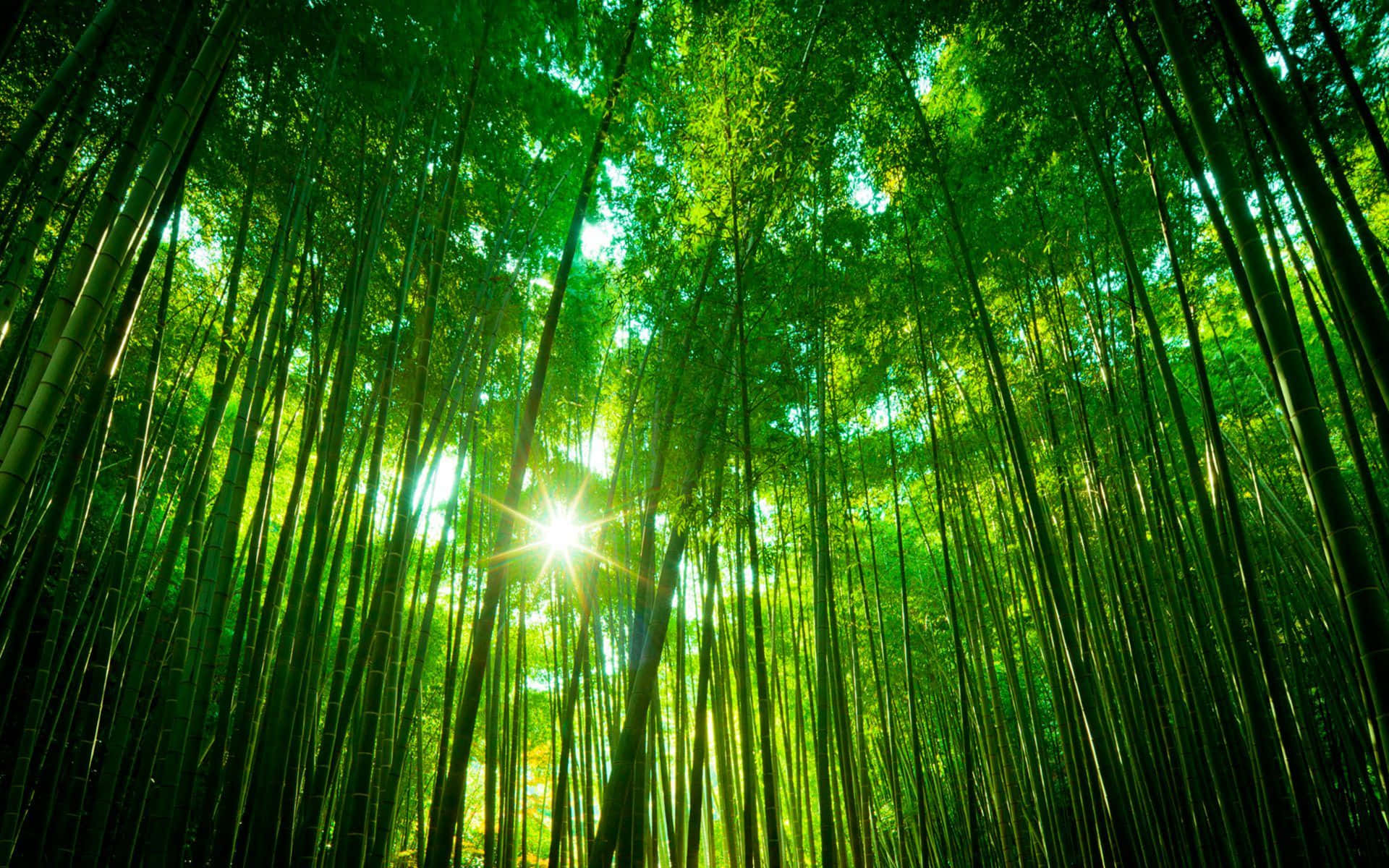 bamboo forest, sunlight, towering green bamboo stalks, Full HD Desktop Wallpaper