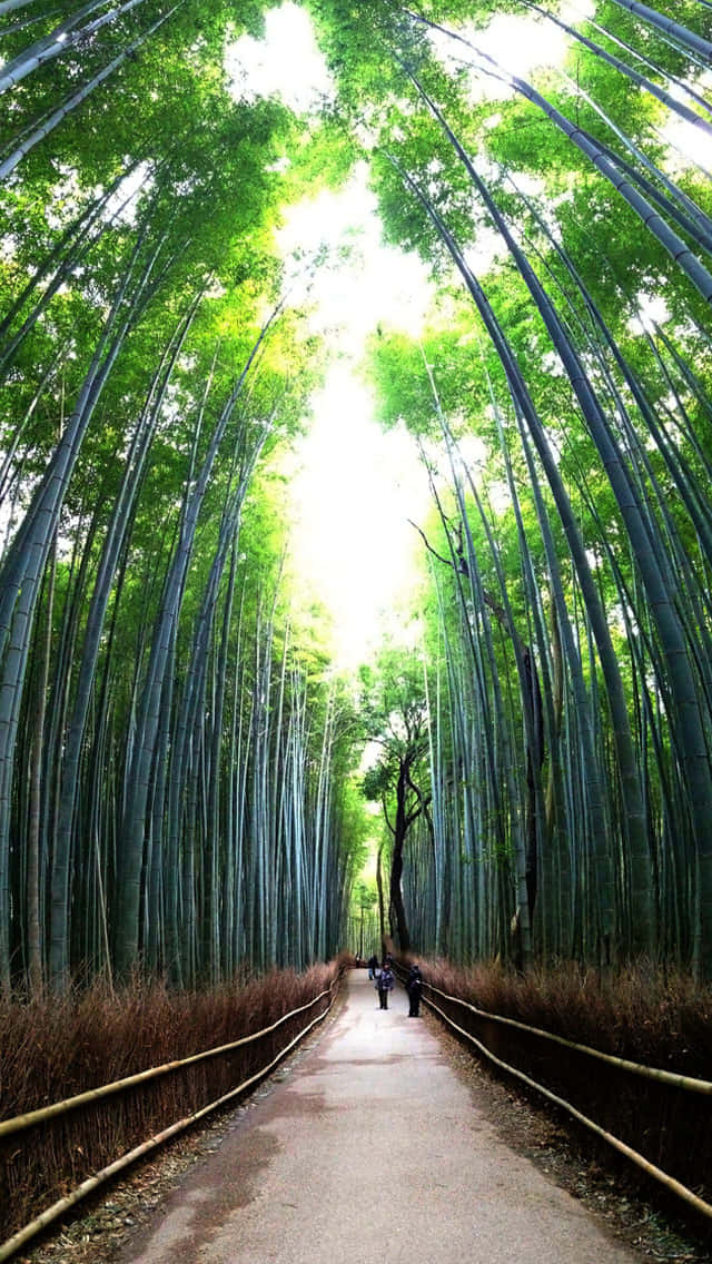 bamboo forest, winding path, sunlight, SD Phone Wallpaper