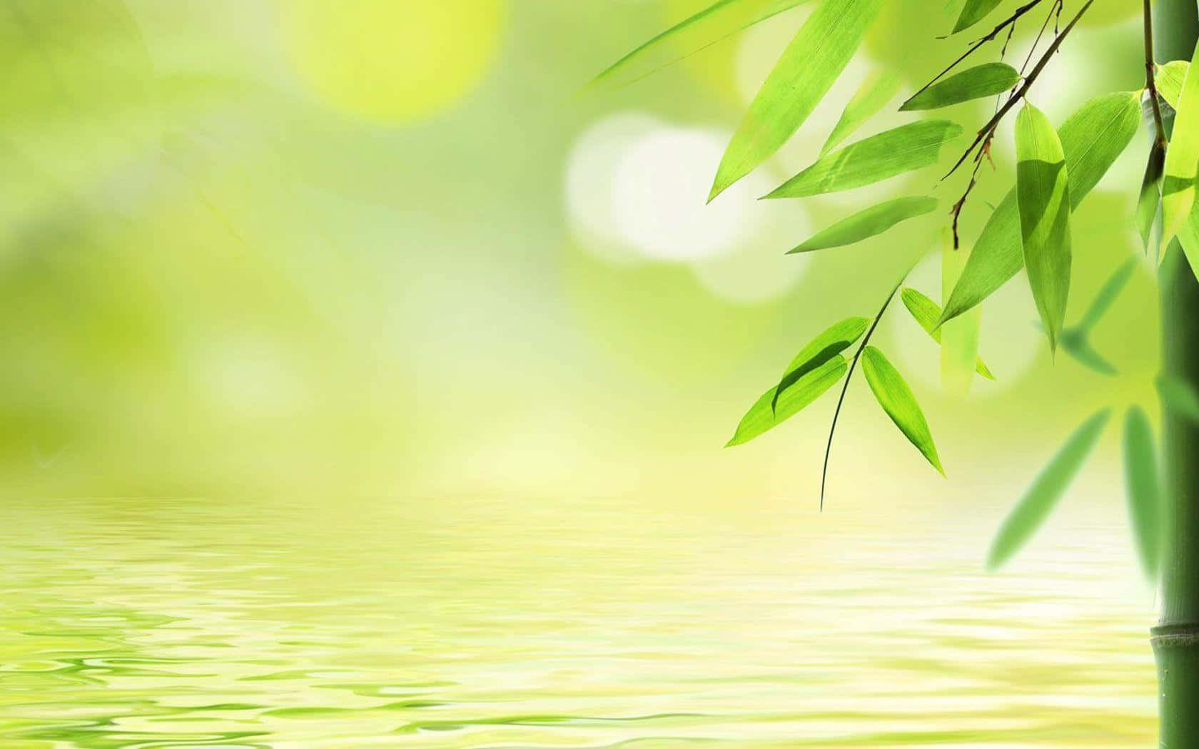 bamboo tree, water, green leaves, HD Desktop Wallpaper