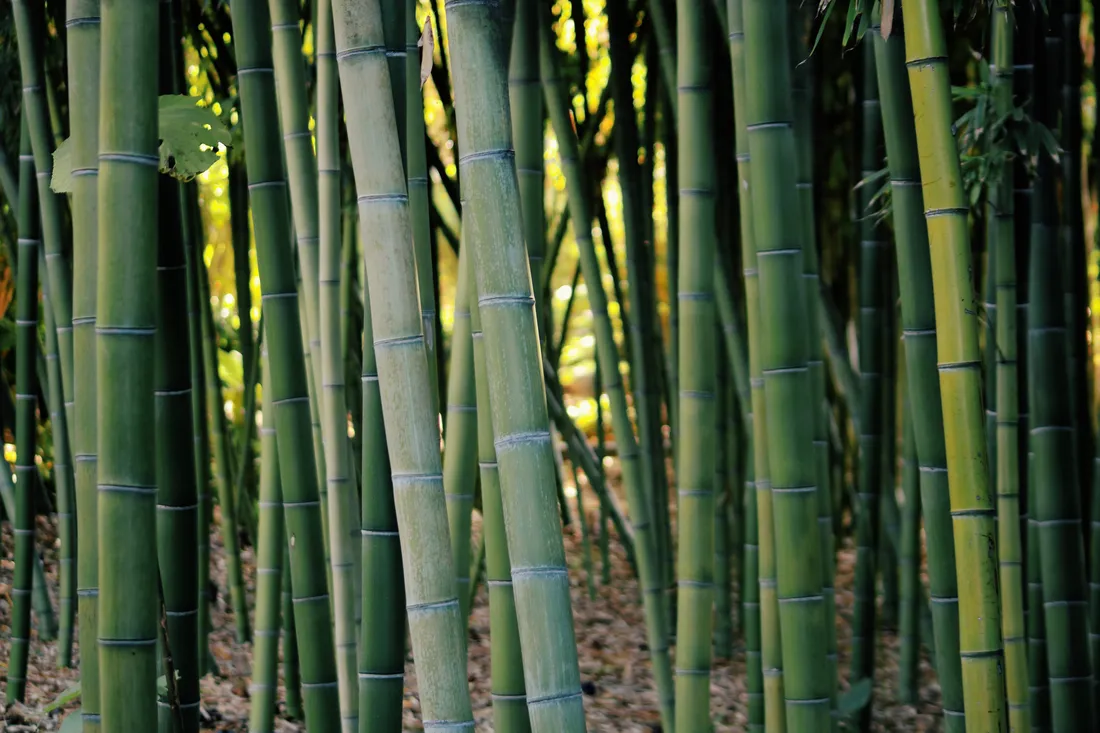 Bamboo HD
