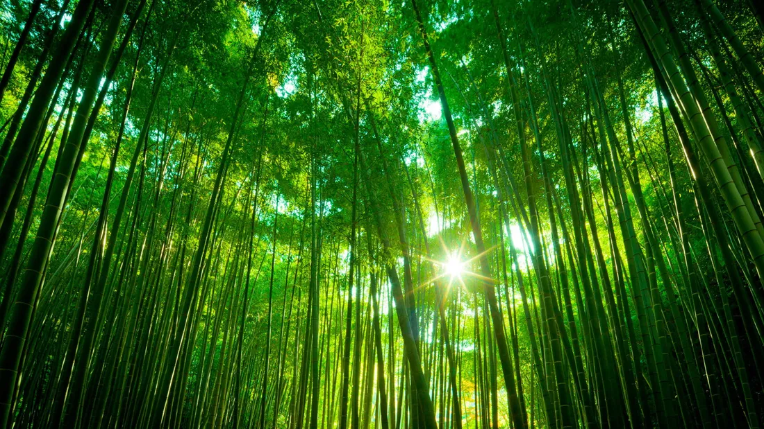 Bamboo iPhone