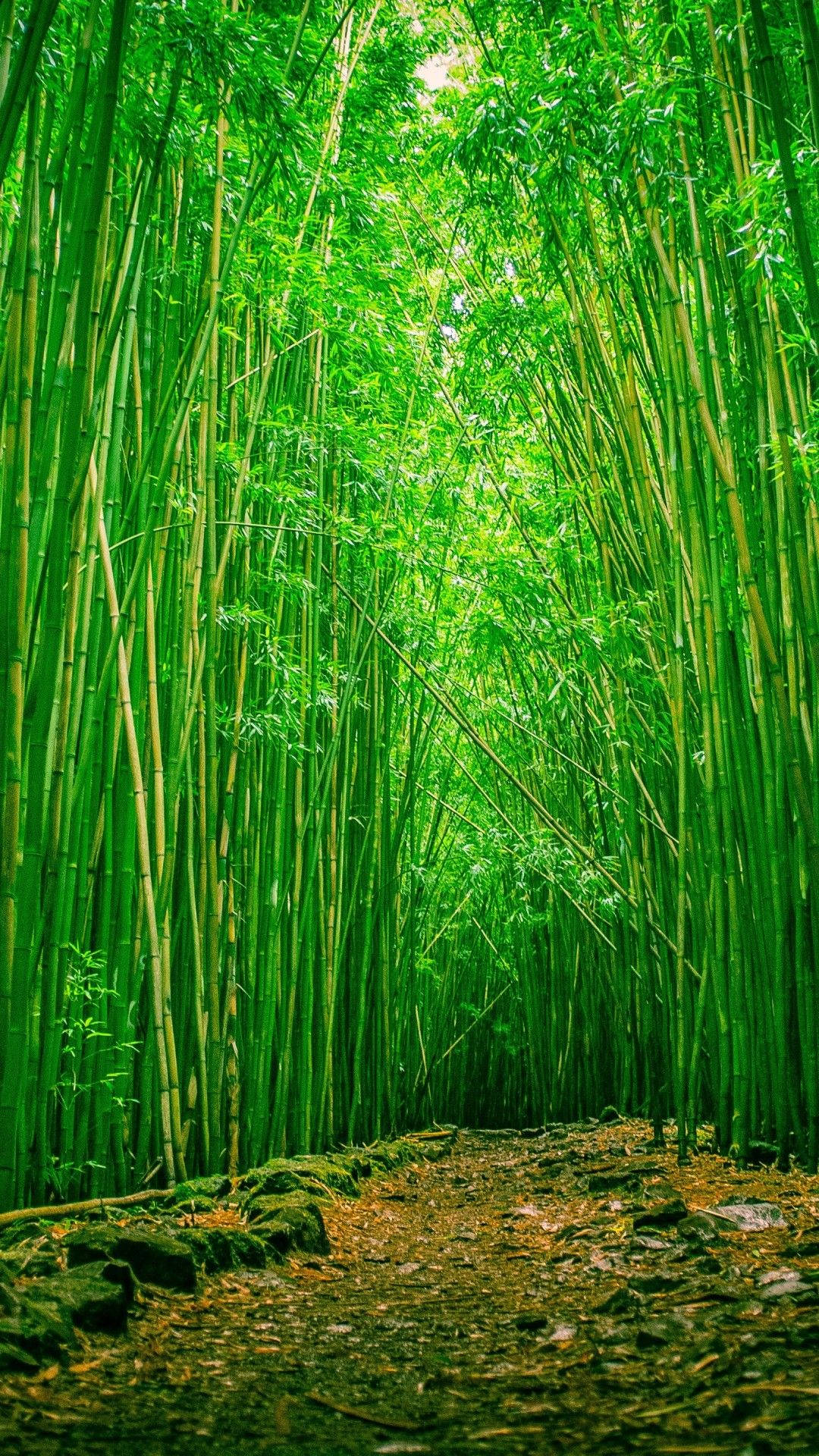 green bamboo plantation, bamboo forest, dappled sunlight, Full HD Phone Wallpaper