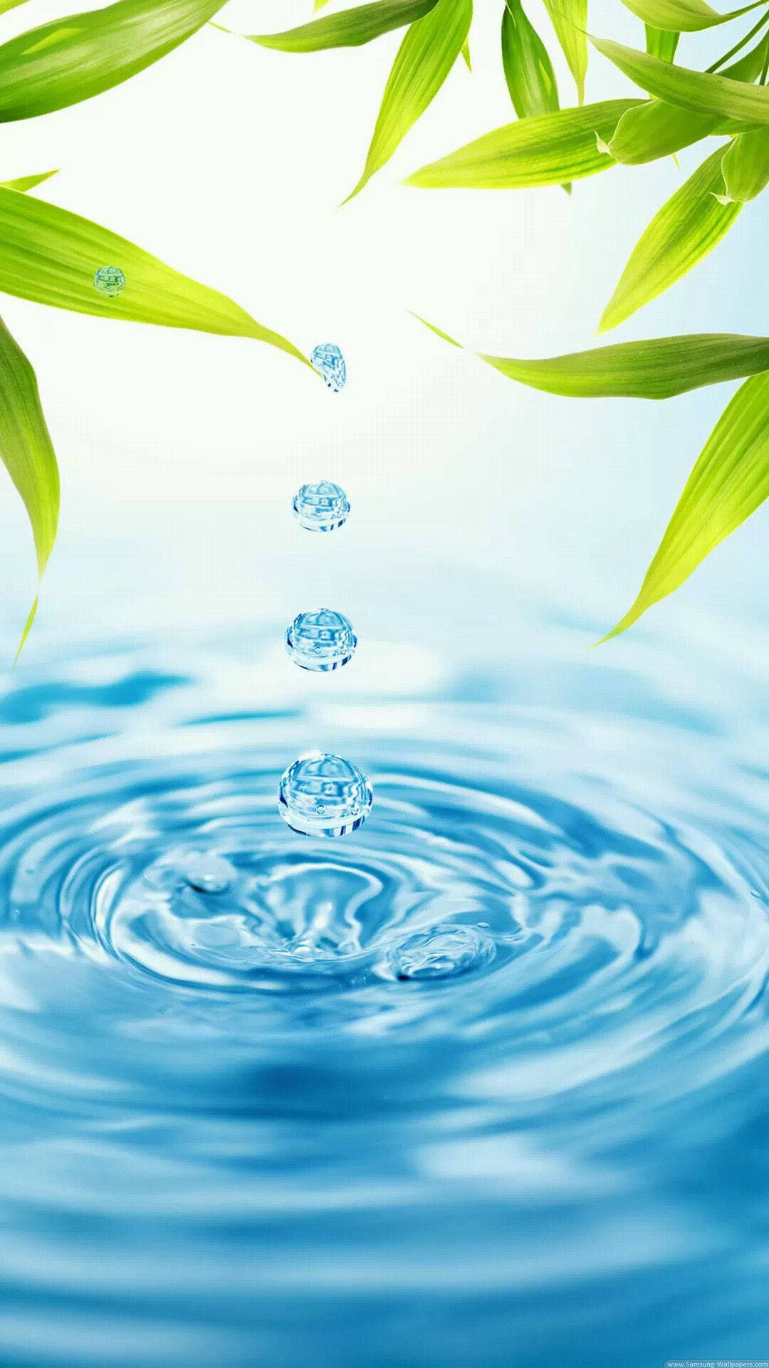 Bamboo Leaves, Water Drop, Blue Pool, Full HD Phone Wallpaper