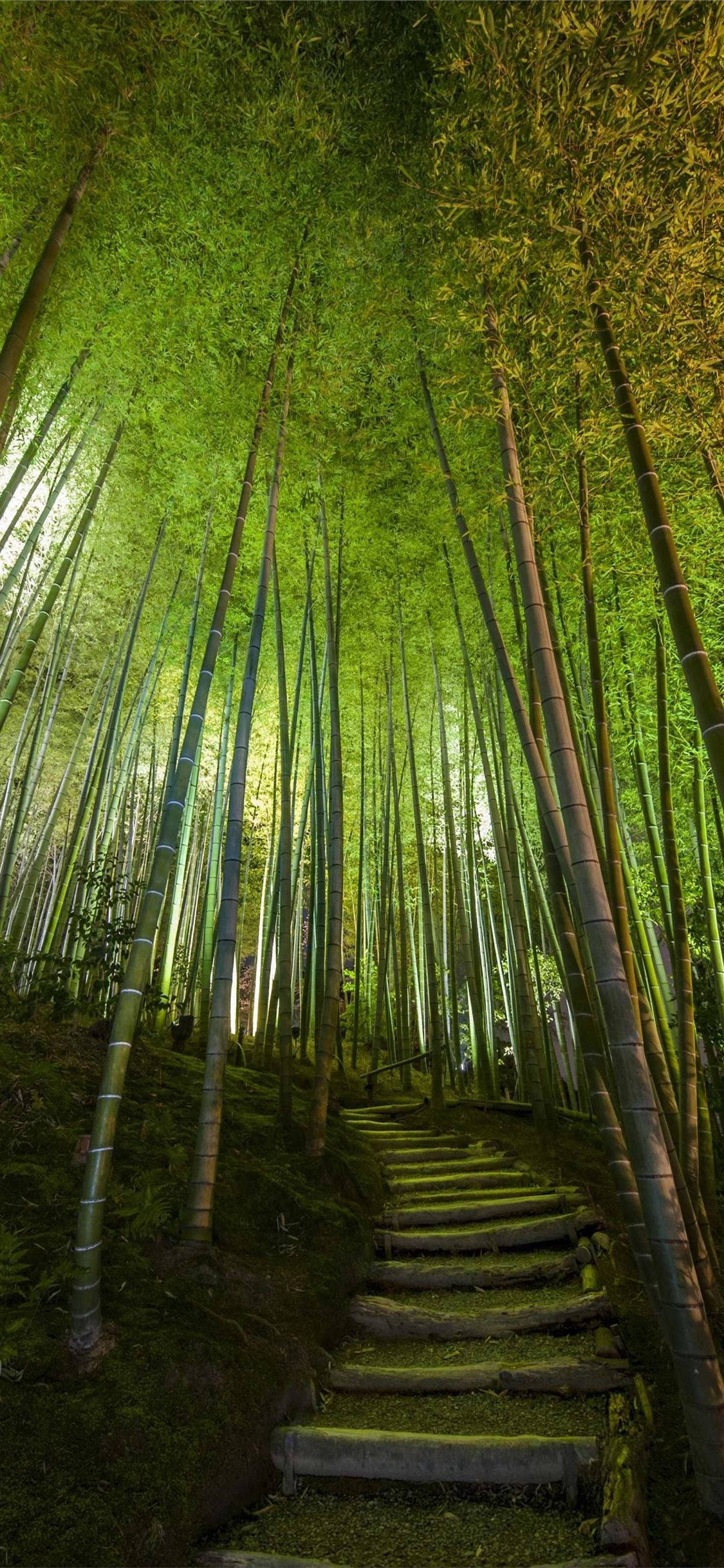 Tall Bamboo Stairway, stone path, towering green bamboo stalks, Full HD Phone Wallpaper