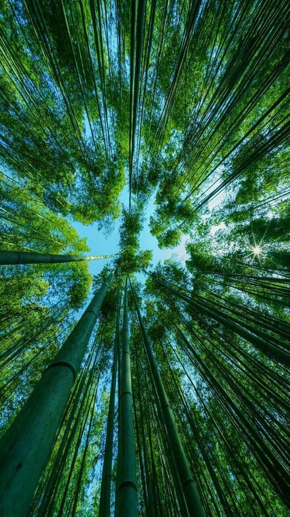 Bamboo, Sky View, iPhone, HD Phone Wallpaper