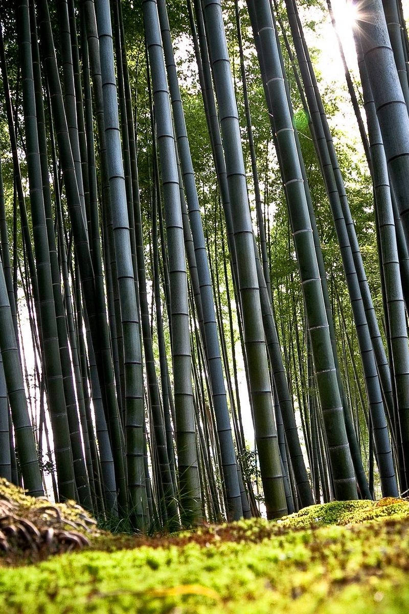 Bamboo Forest, iPhone, dark poles, SD Phone Wallpaper