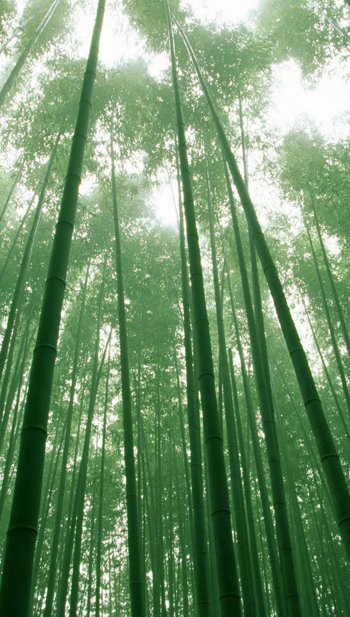 Tall Bamboo Forest, bamboo stalks, misty green forest canopy, Full HD Phone Wallpaper