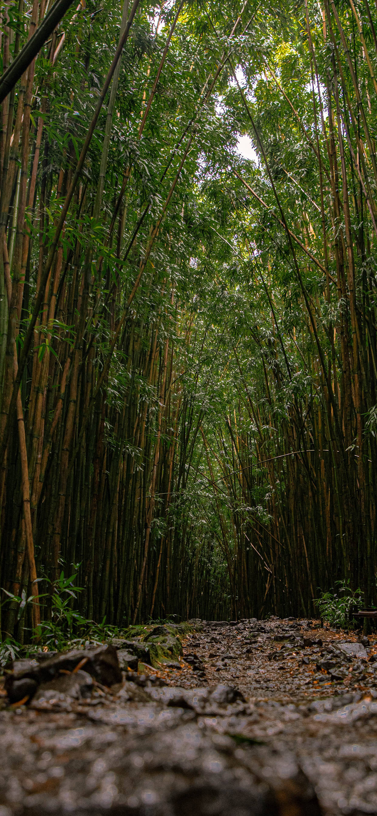 Bamboo Forest Floor, dirt path, dense bamboo forest, 2K Phone Wallpaper