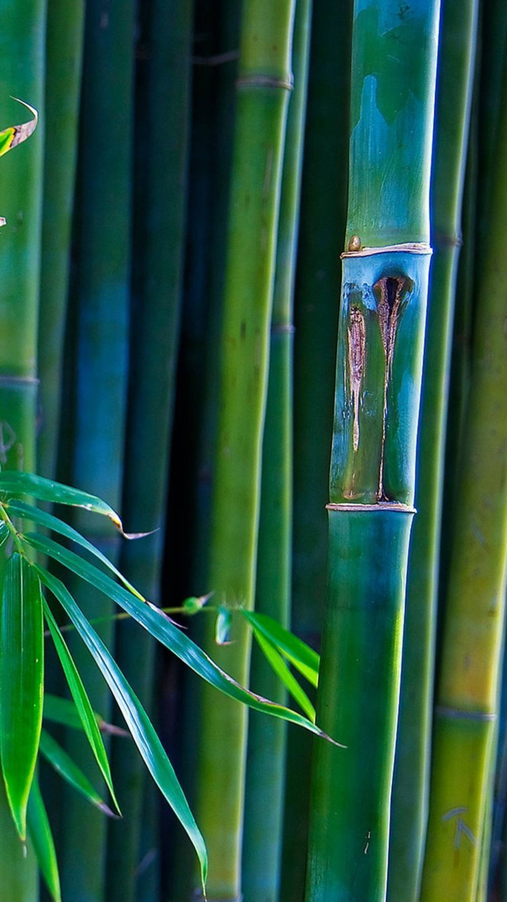 green bamboo, bamboo stalks, vibrant leaves, HD Phone Wallpaper
