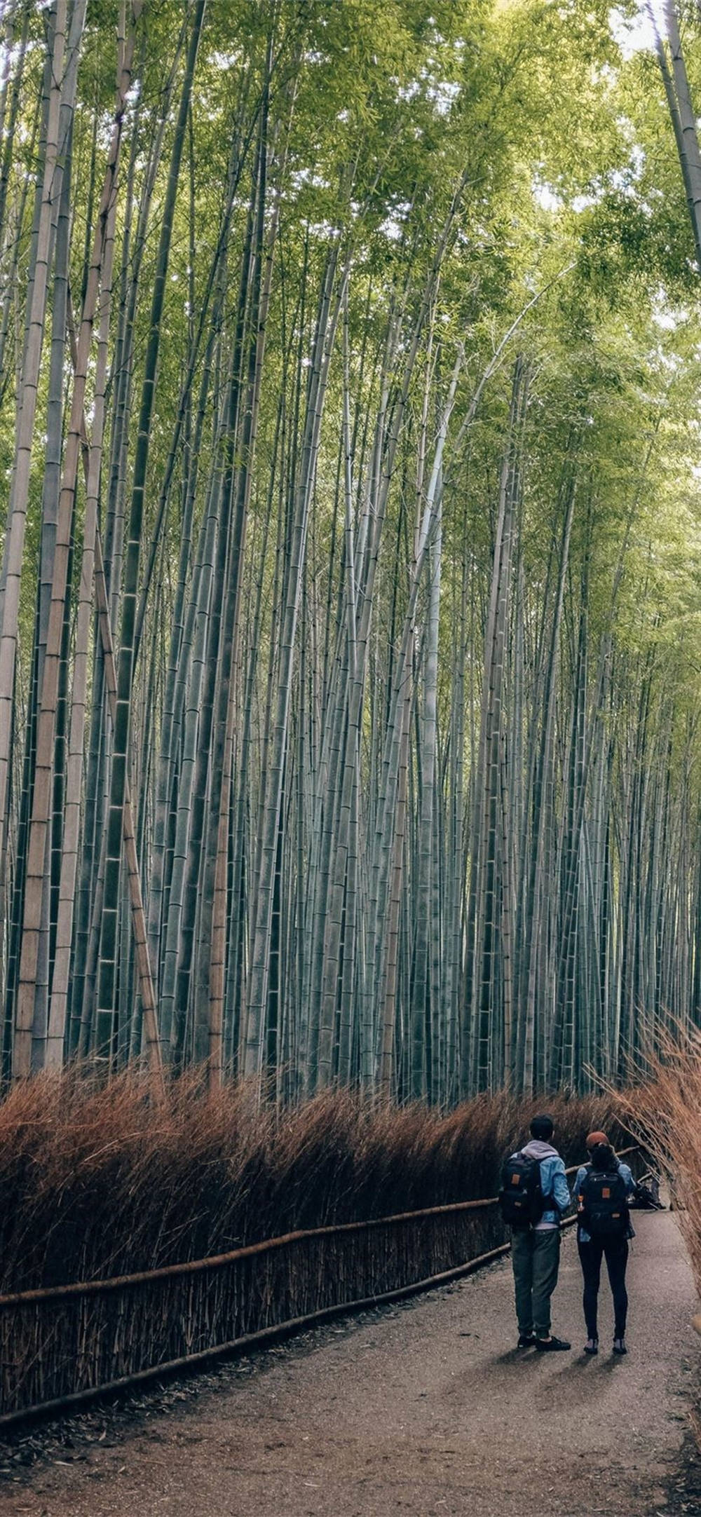 Bamboo Walkway, Two hikers, Dirt path, Full HD Phone Wallpaper